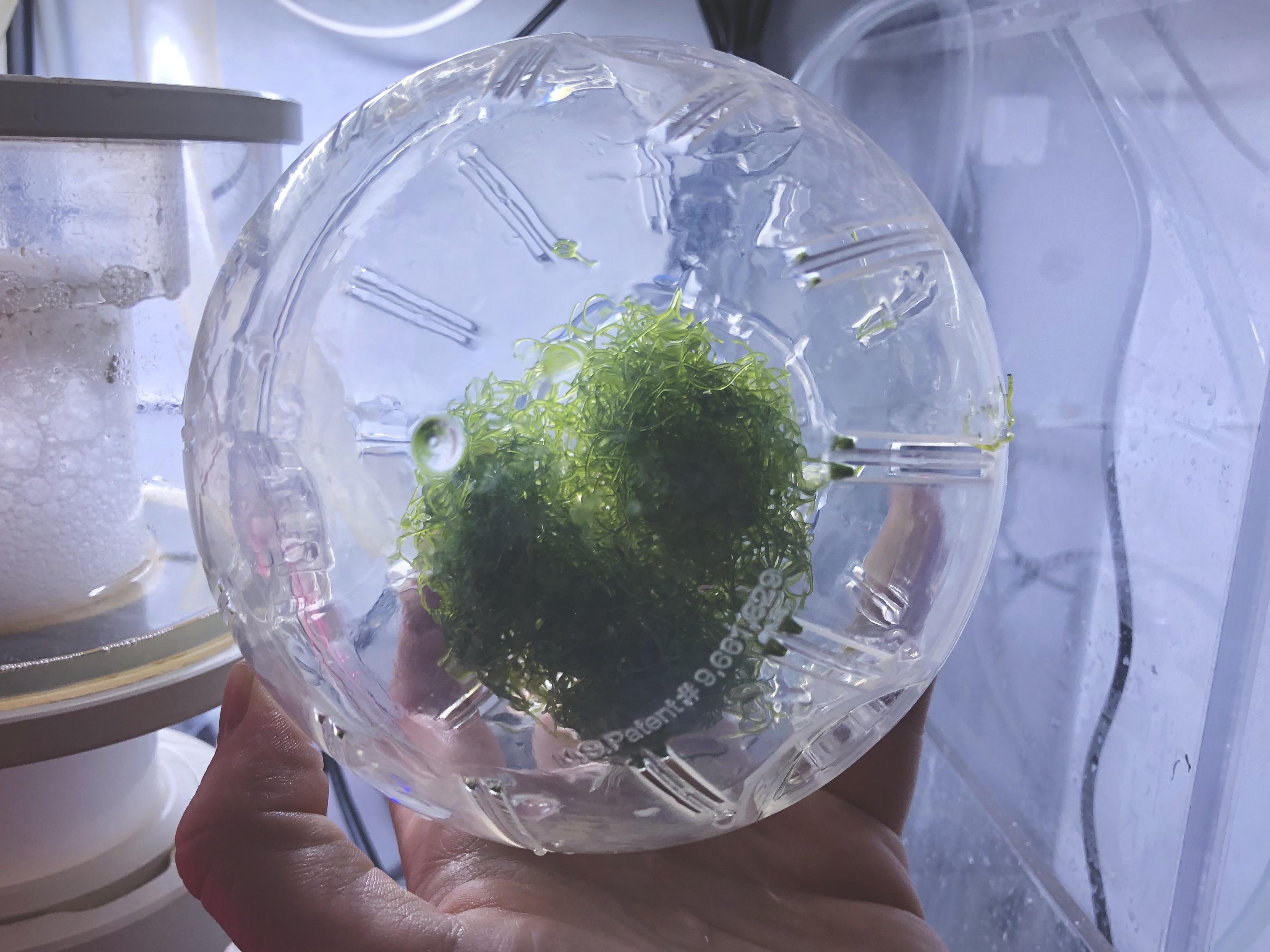 Growing chaeto in a hamster ball to achieve a tumble without blowing it