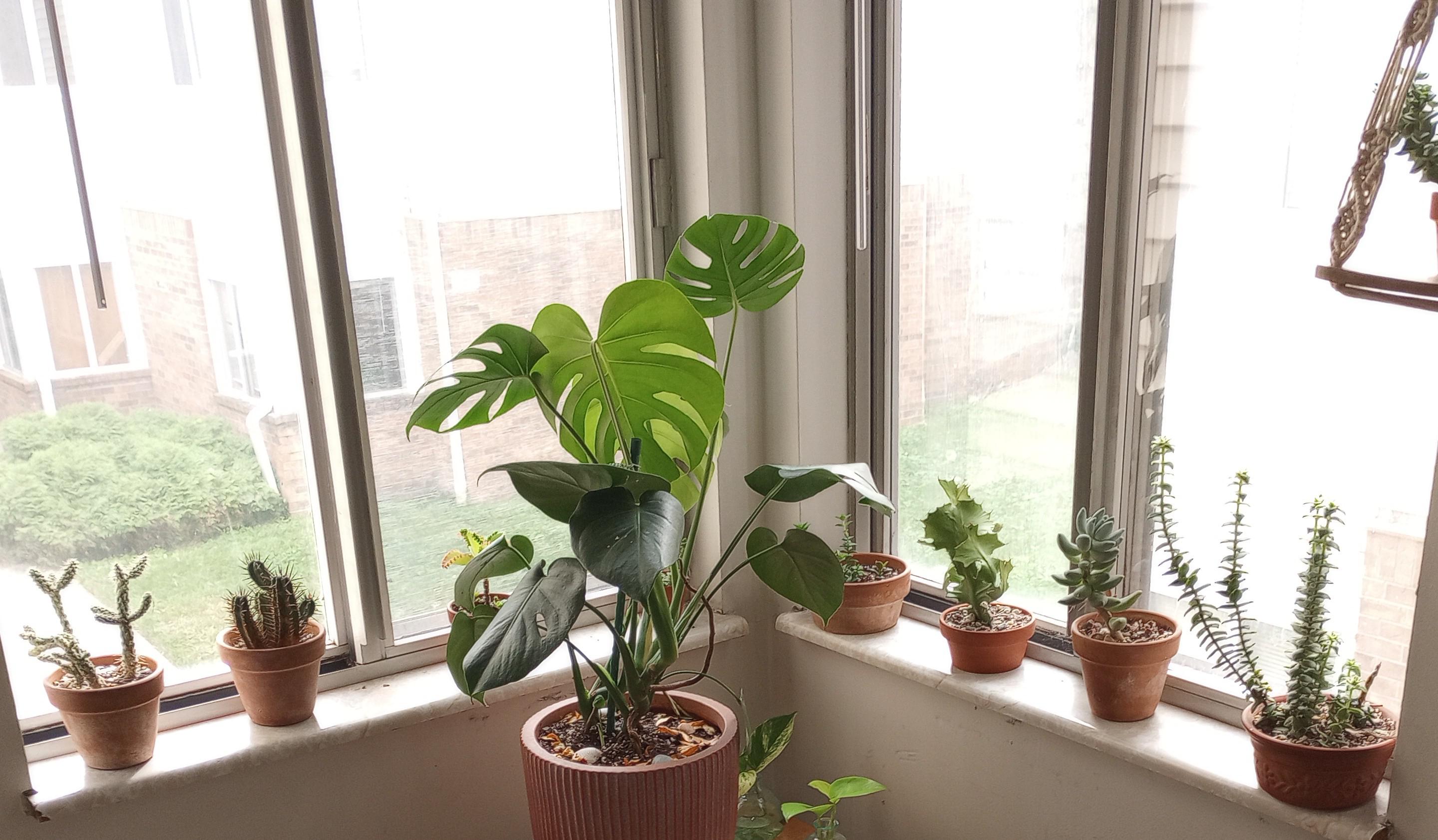 my window setup 🪴🌱🌿 r/Monstera