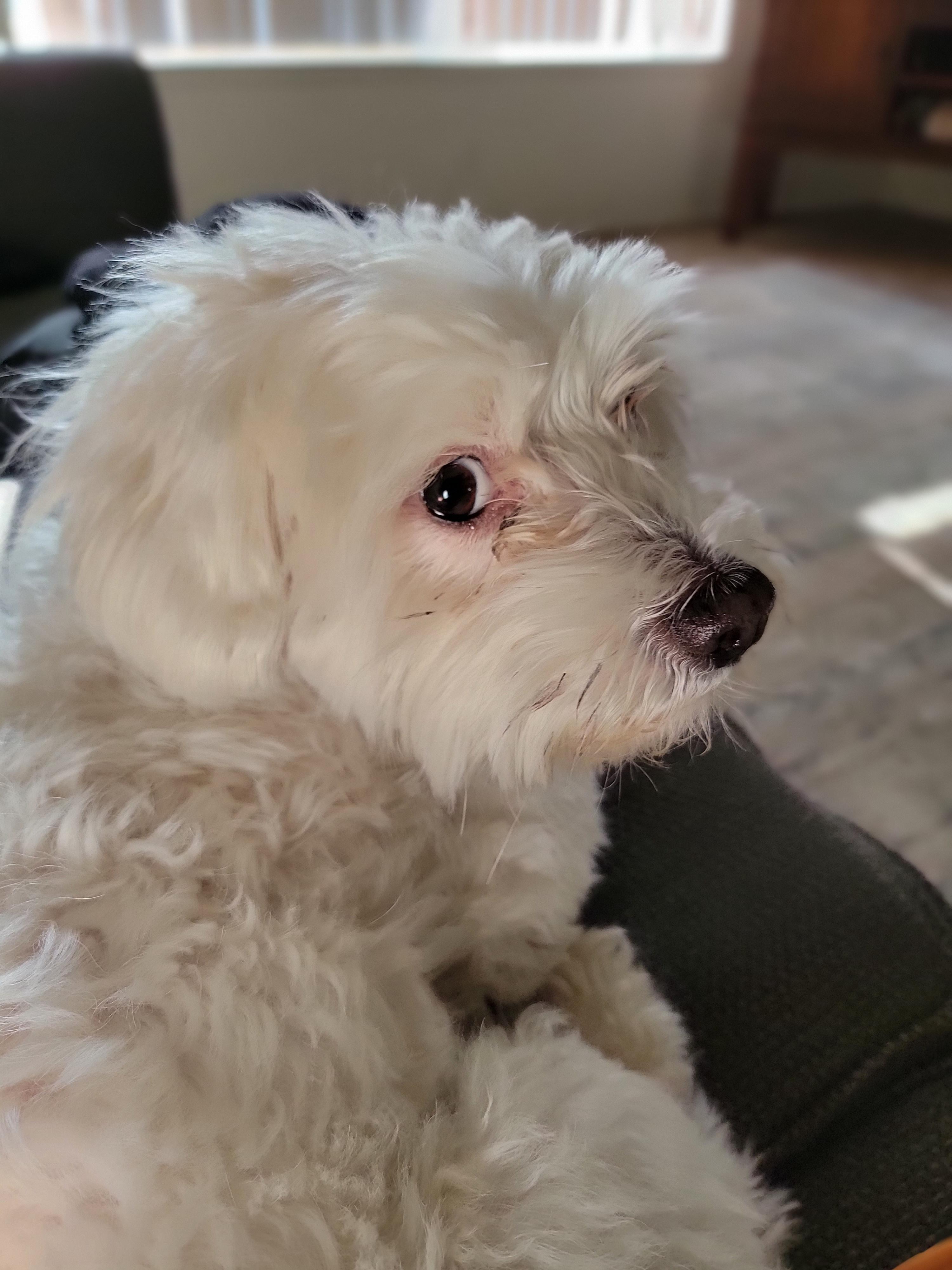 My doggy does this funny side eye I feel judged r/PetsareAmazing