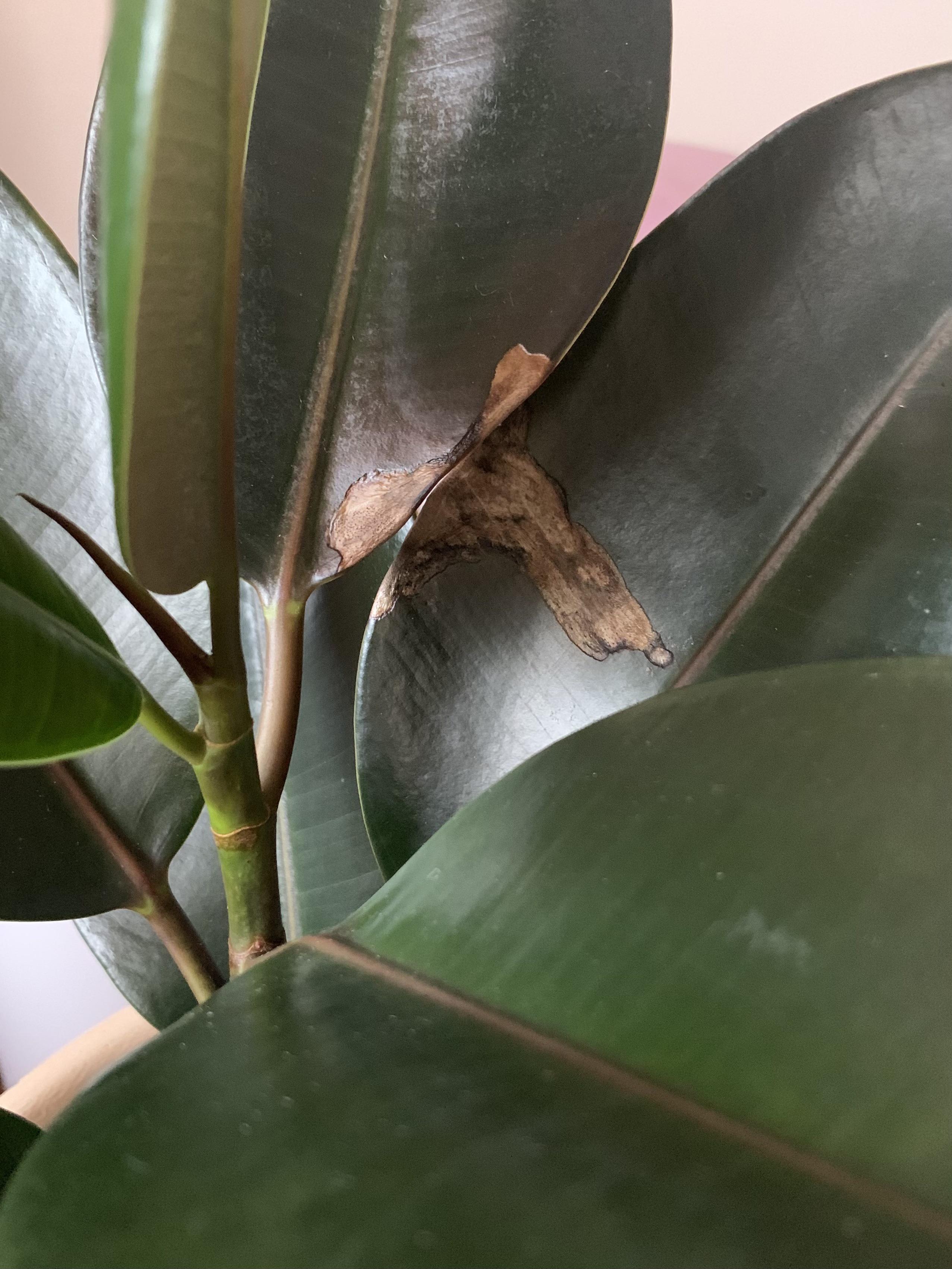 Are these brown spots on my rubber plant harmful to the rest of it? I
