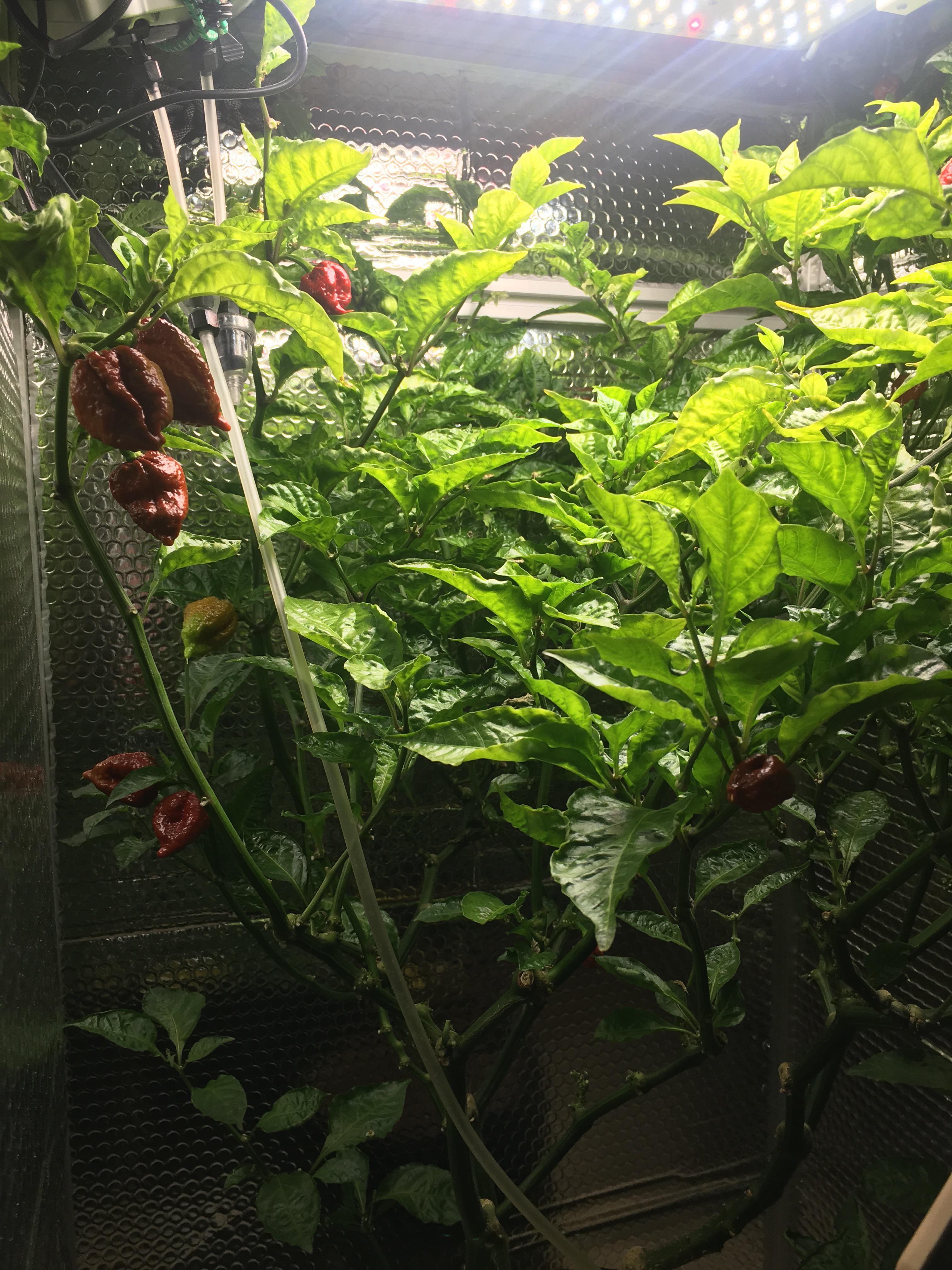 Indoor Carolina Reapers growing nicely in the living room pod. r