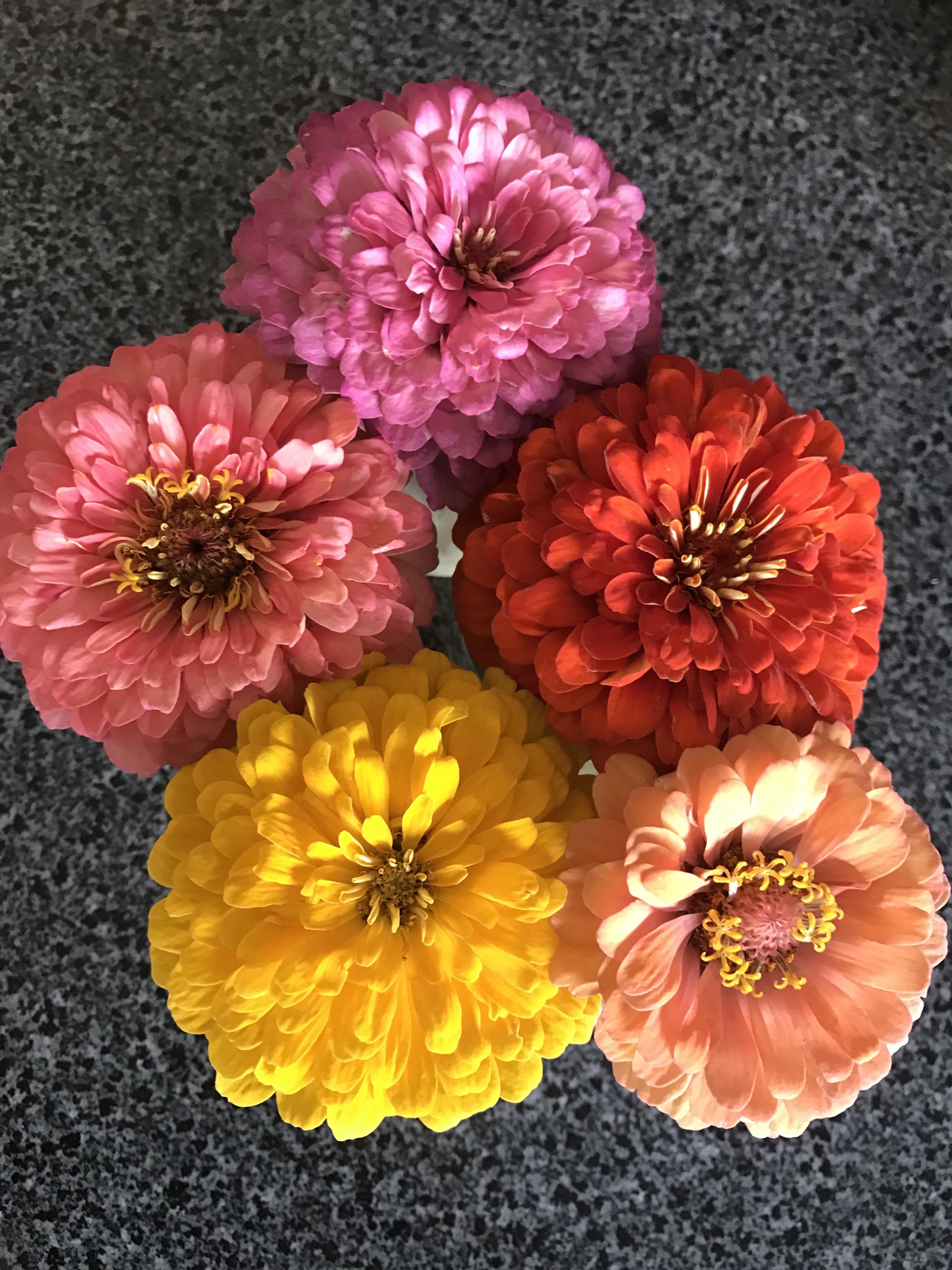 Zinnias from my garden. r/gardening