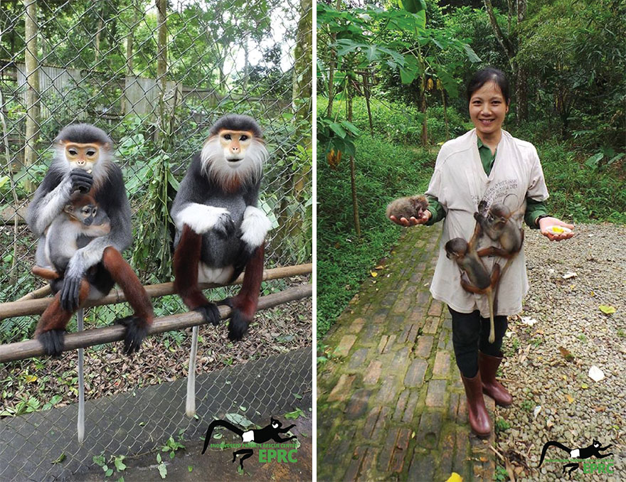 The Endangered Primate Rescue Center (EPRC), located in Cuc Phuong