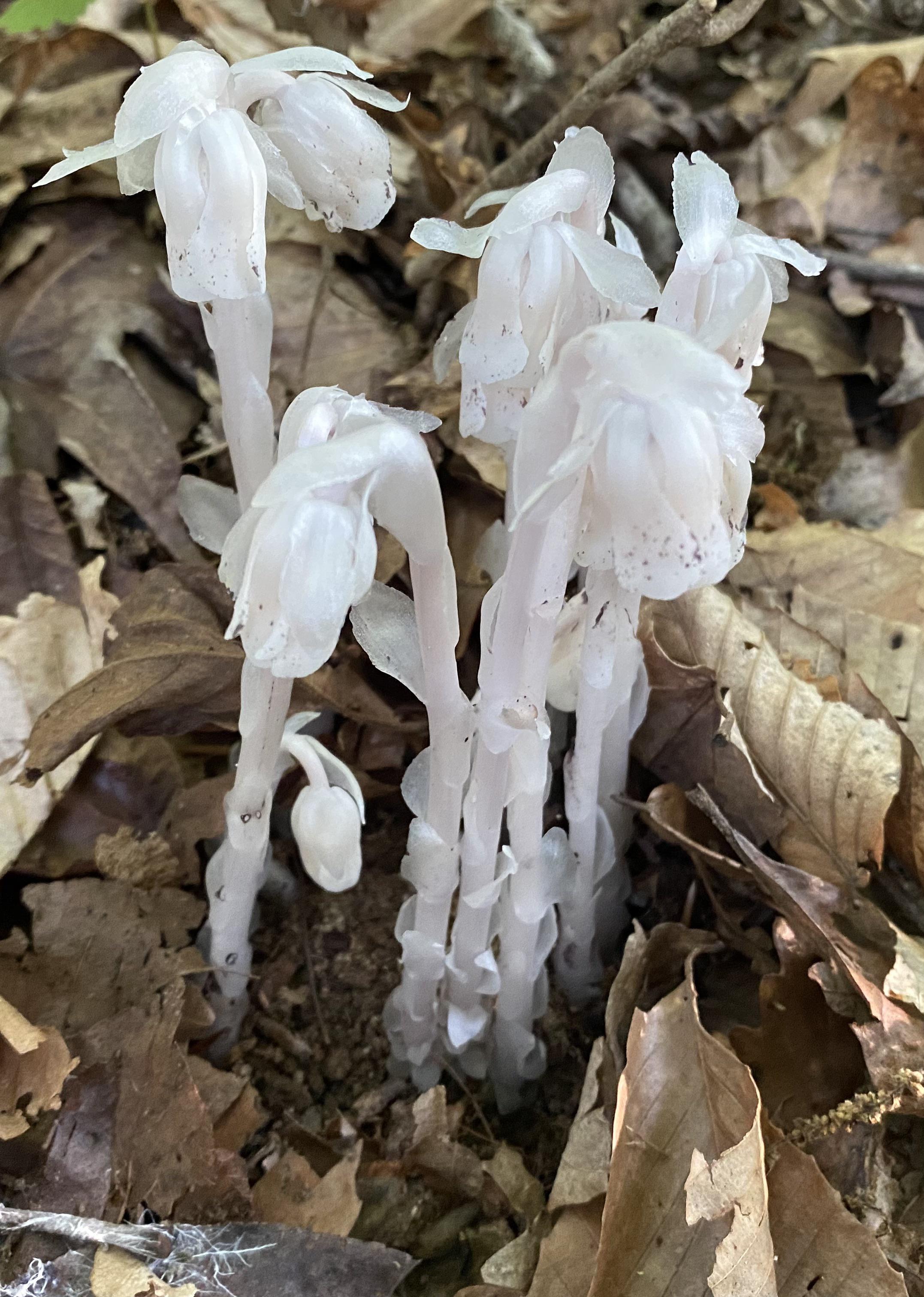 Ghost Plant. Central NC, USA. botany