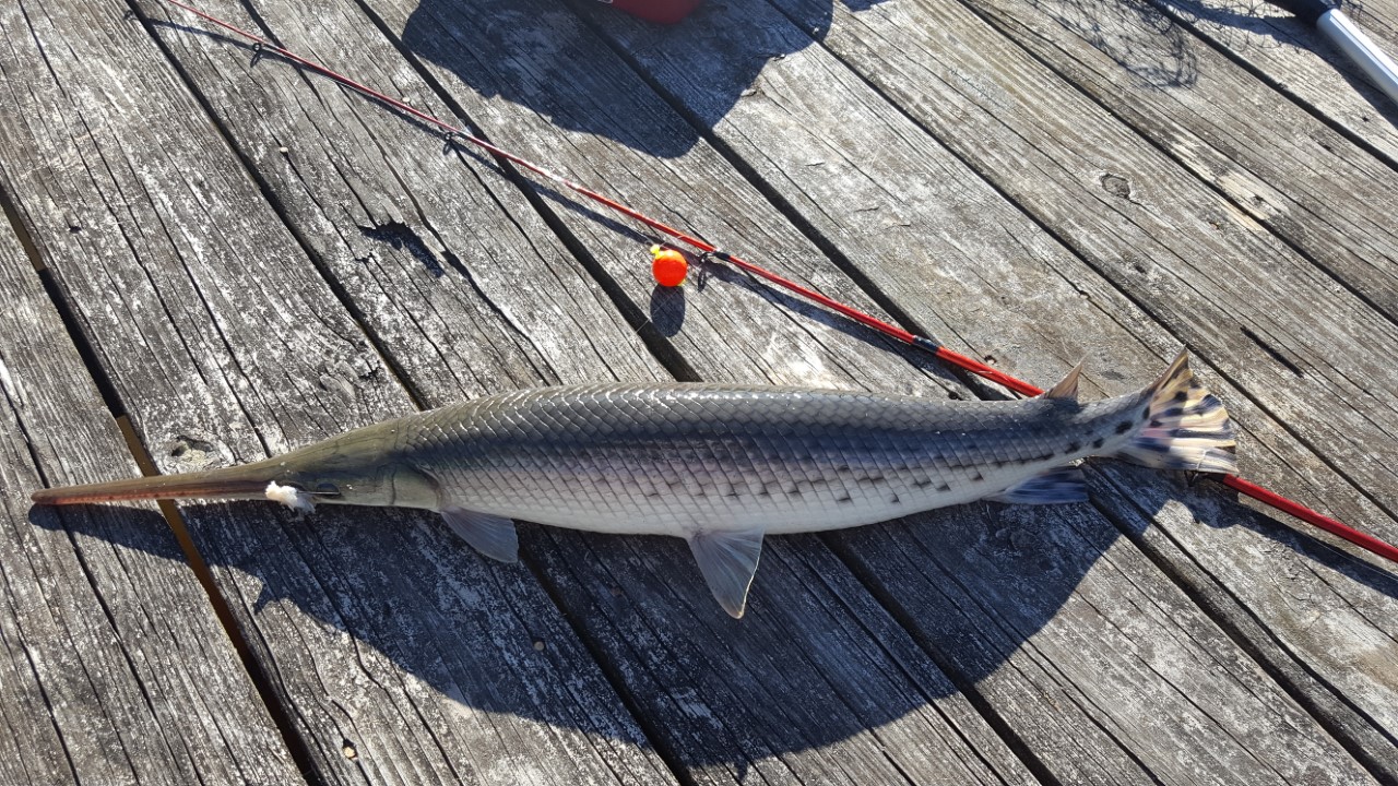 [FW] Longnose Gar caught in eastern North Carolina r/Fishing