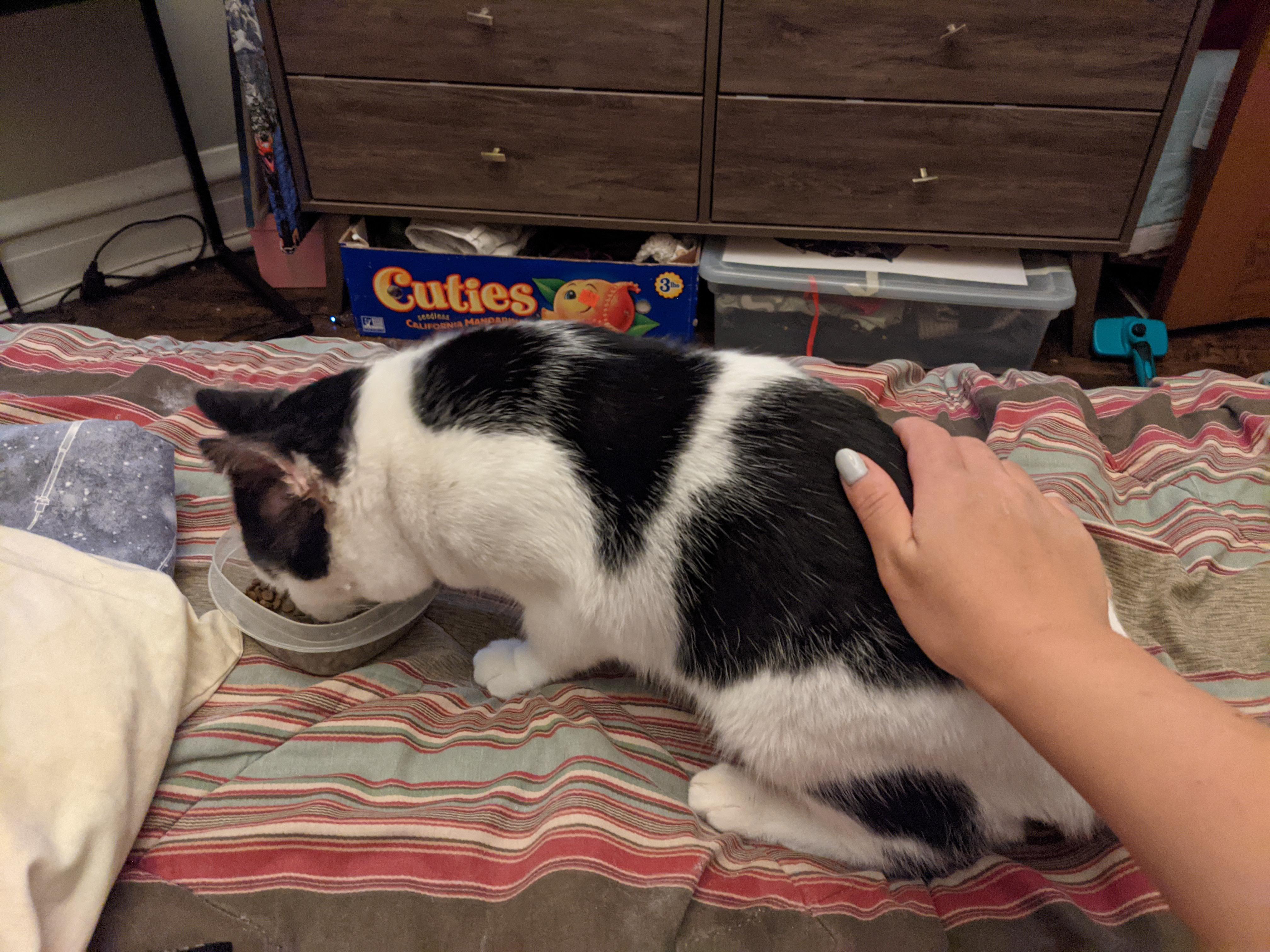 Apparently my new cat will only eat if someone is petting him. He was