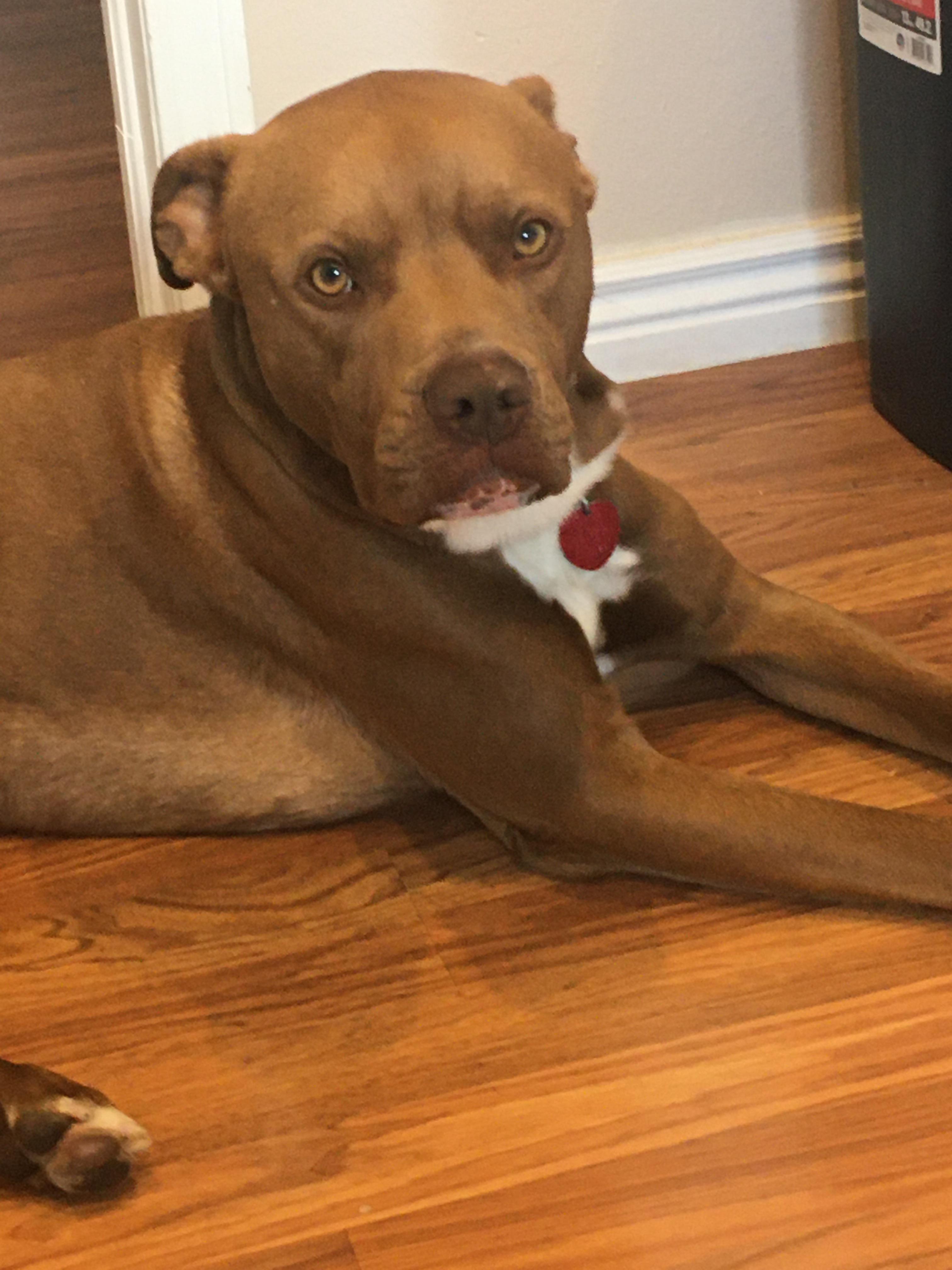 A sad update about Rory The heart worms have been