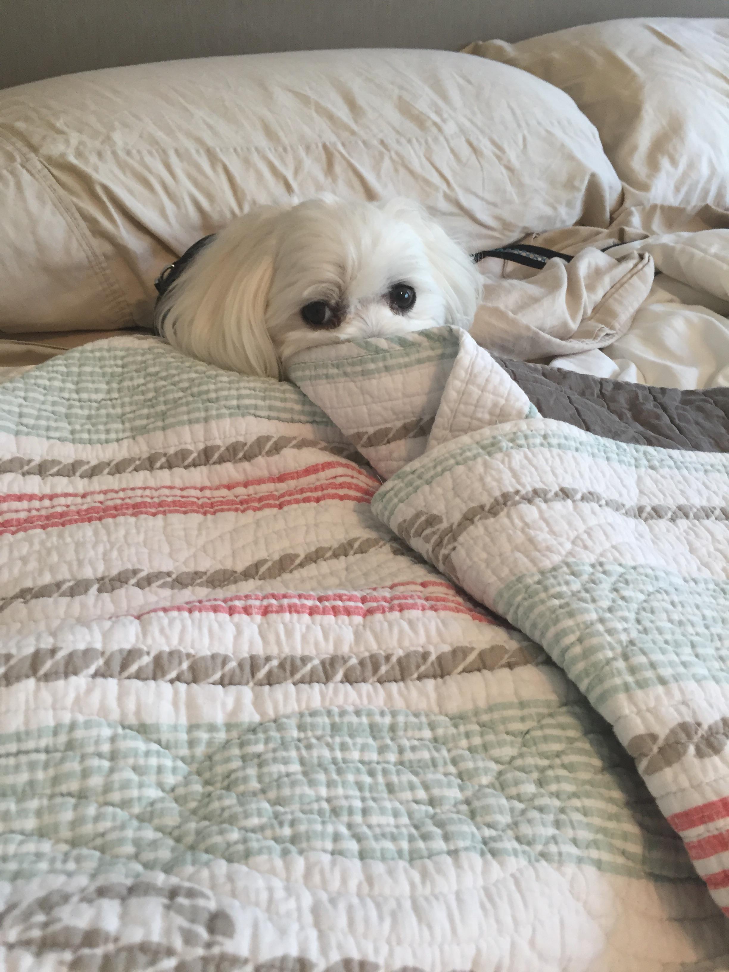 Pup in bed r/Maltese