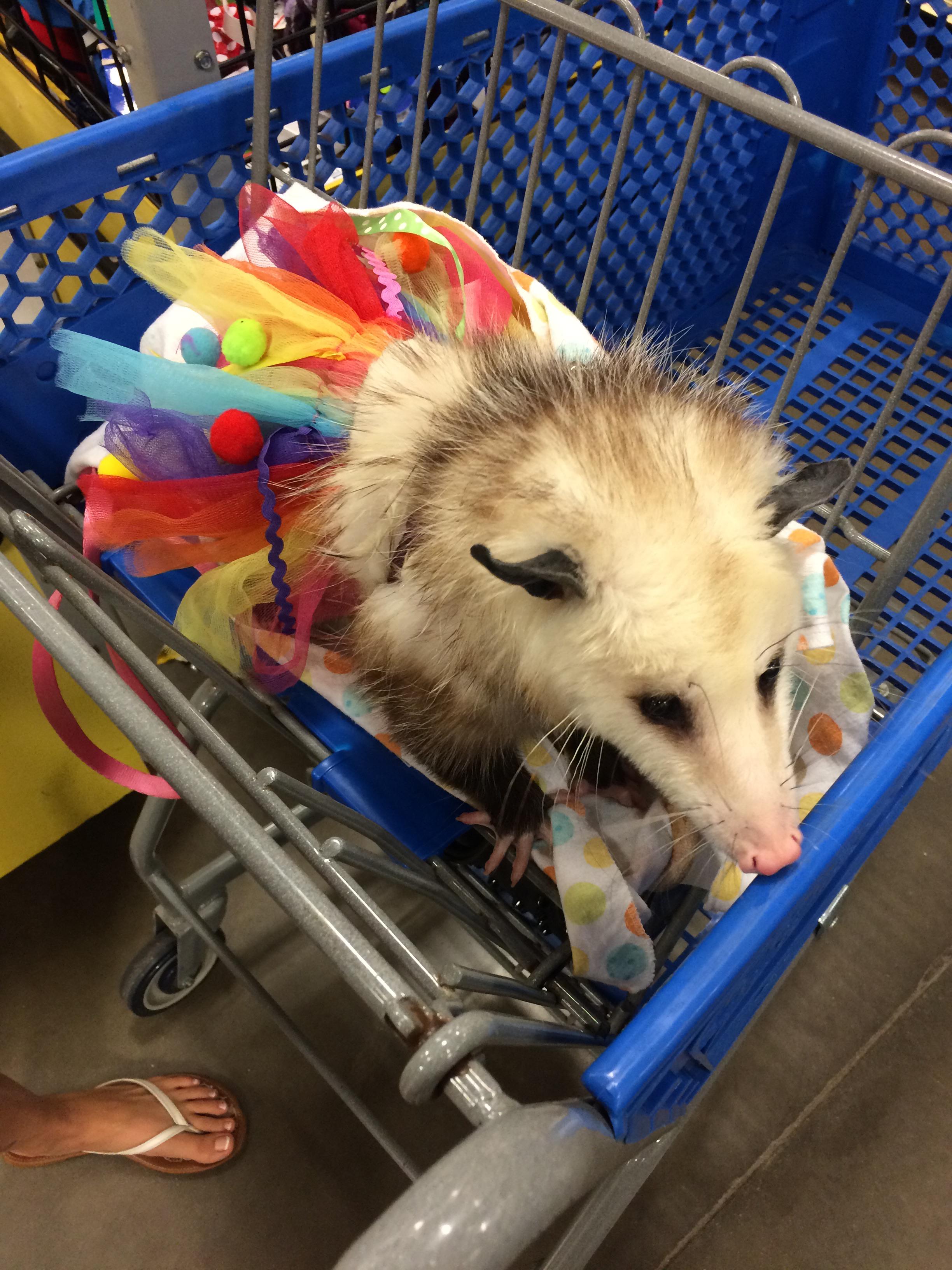 Walmart possum r/walmart