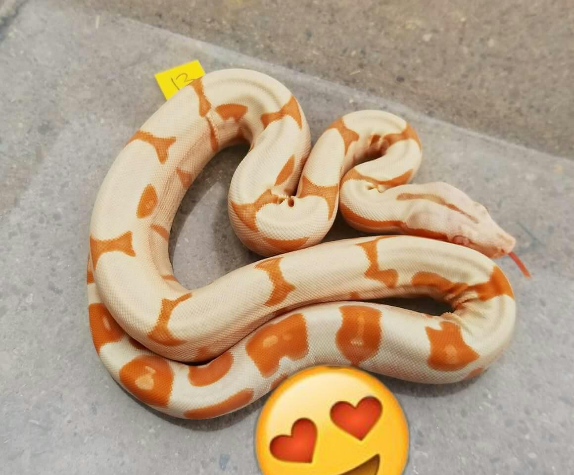 How much would you pay for this junglow boa r/snakes