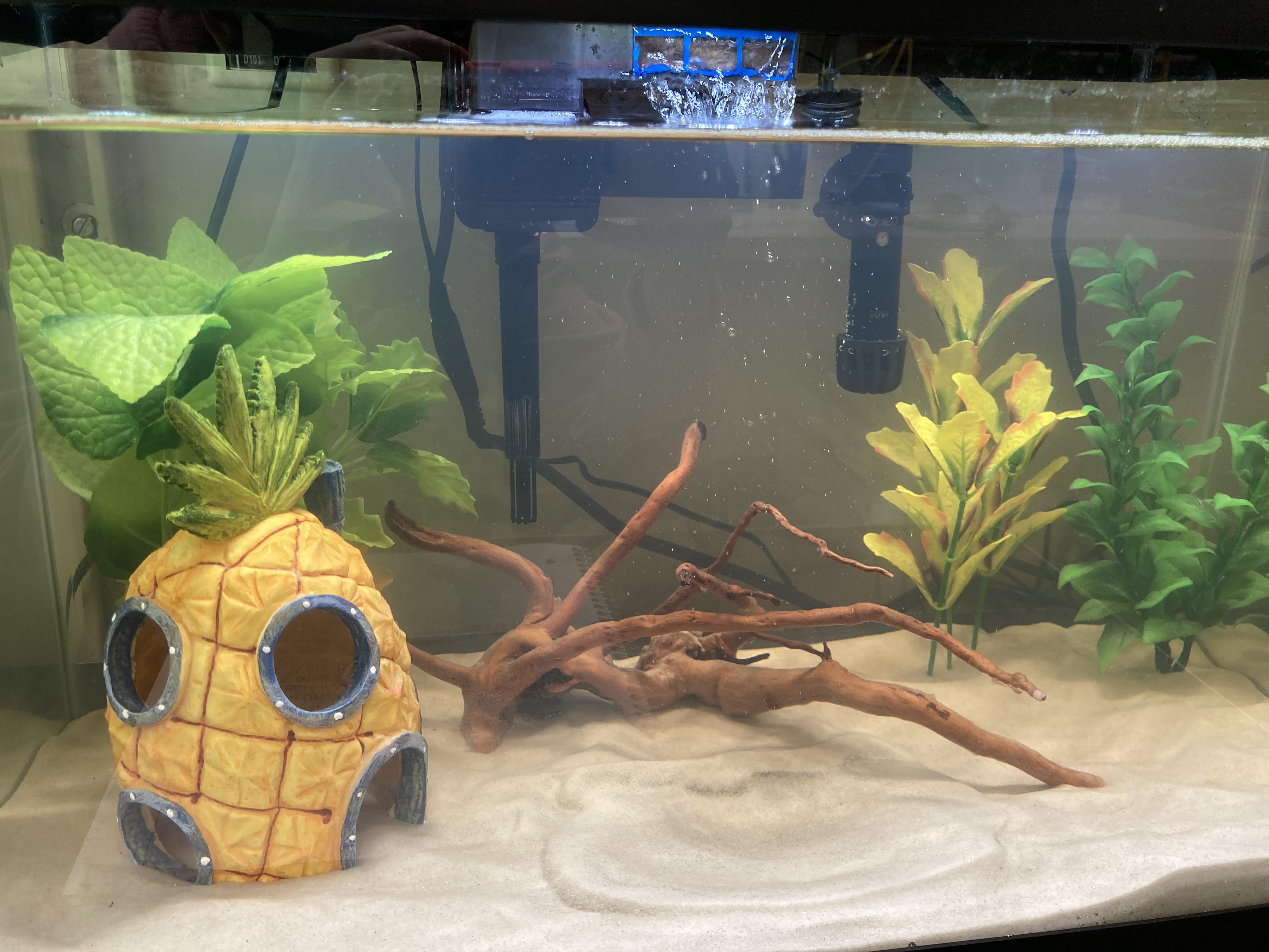 Bubbly/foamy surface, fuzzy log, 7.4 pH and cloudy water in new tank