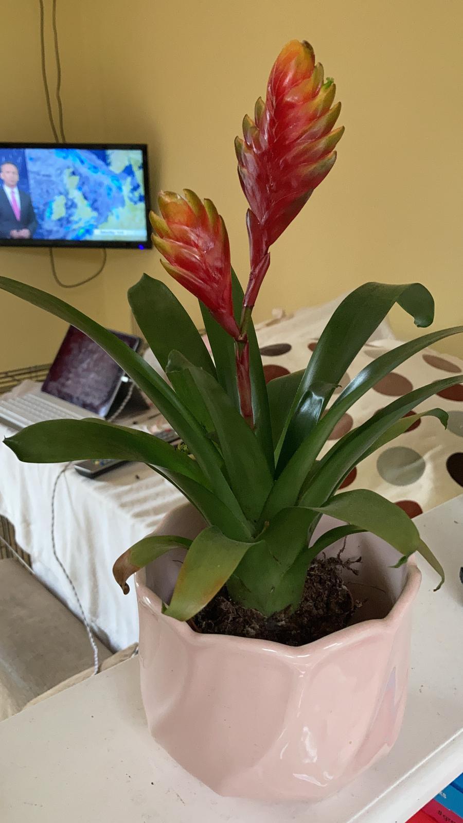 New plant owner... does anyone know why the leaves of my Bromeliad are