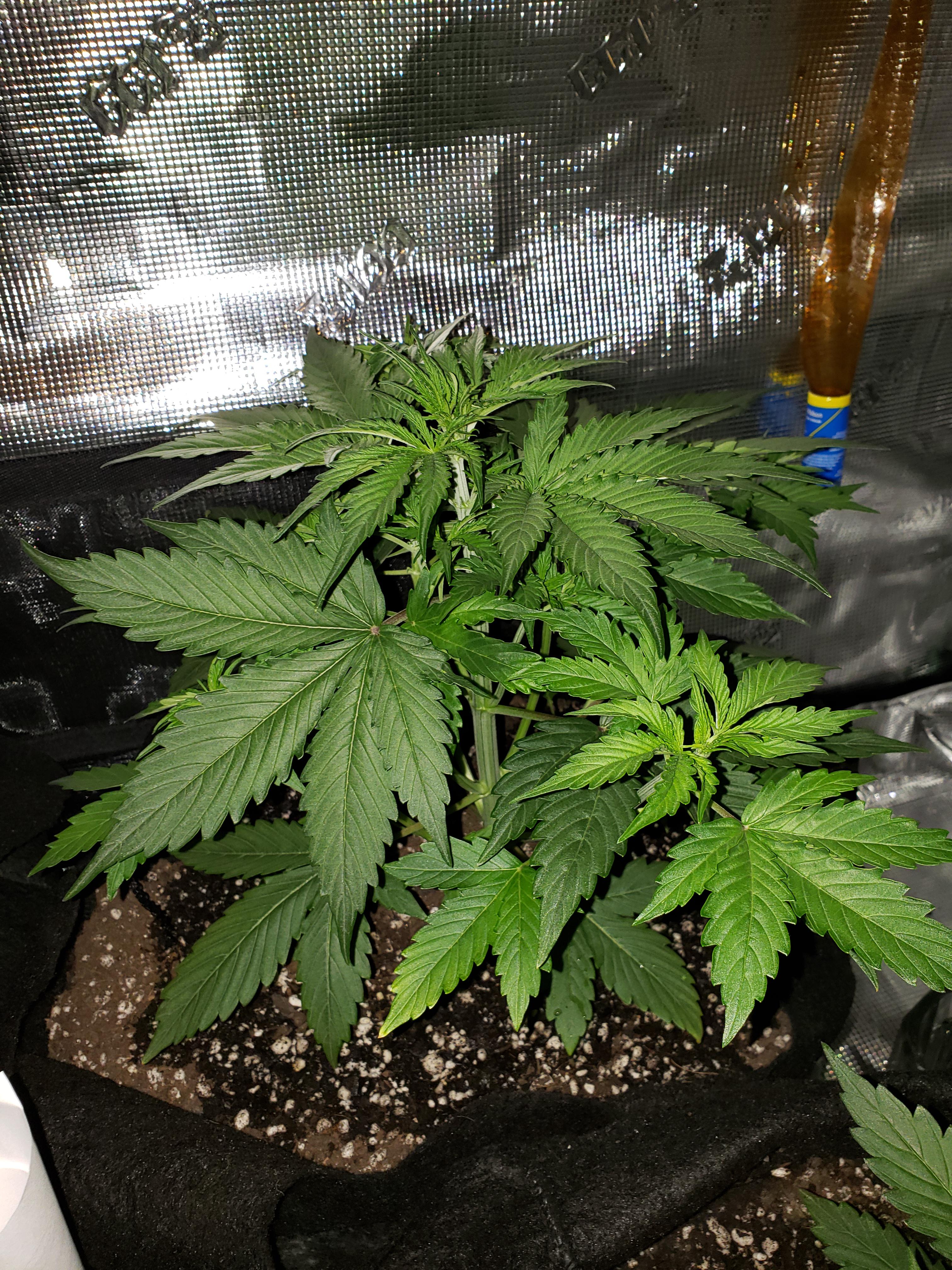 Blueberry auto. Almost a month old. How does she look? I'm a noob and