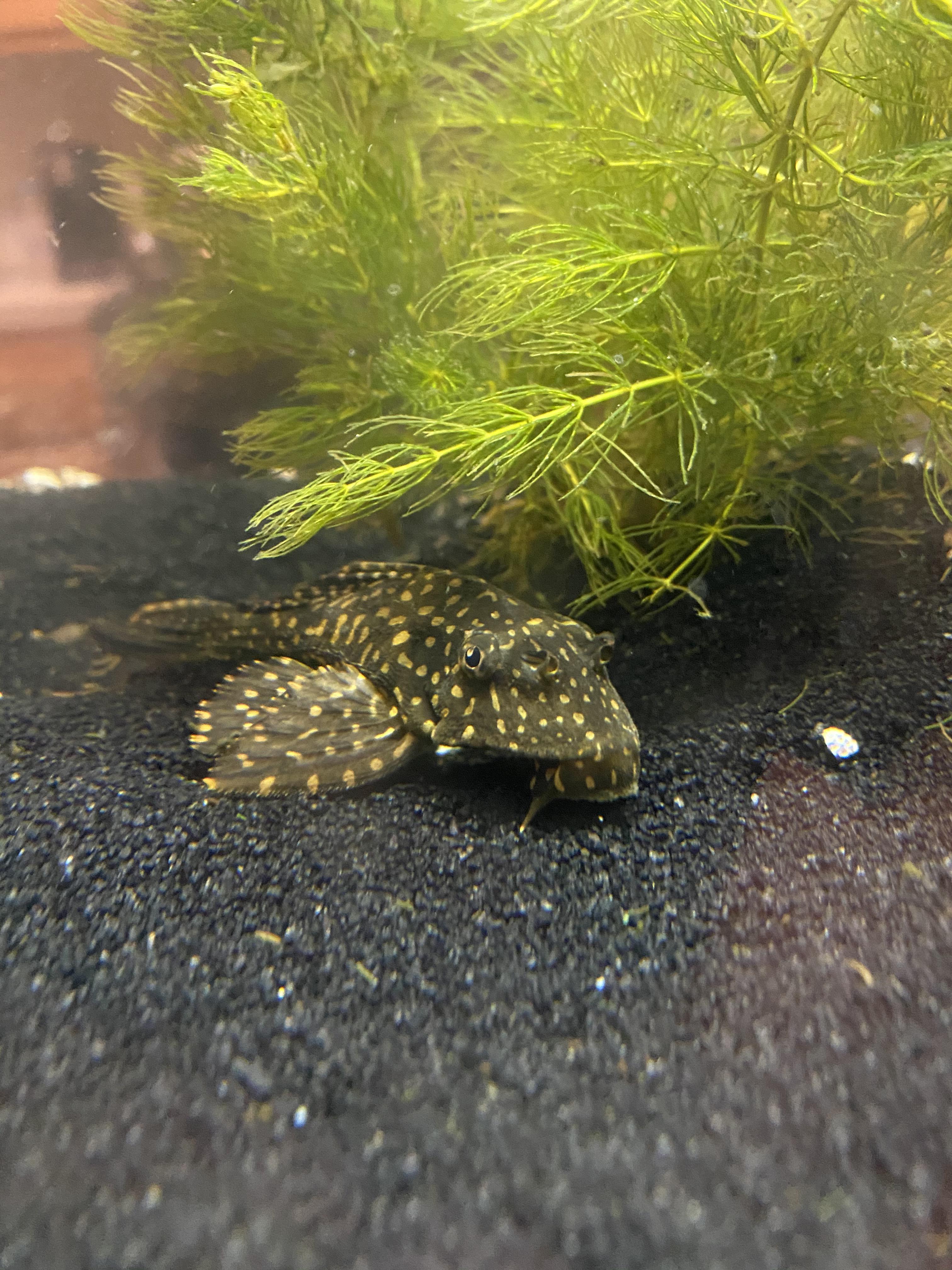Can anyone tell me what species this pleco is? I adopted this