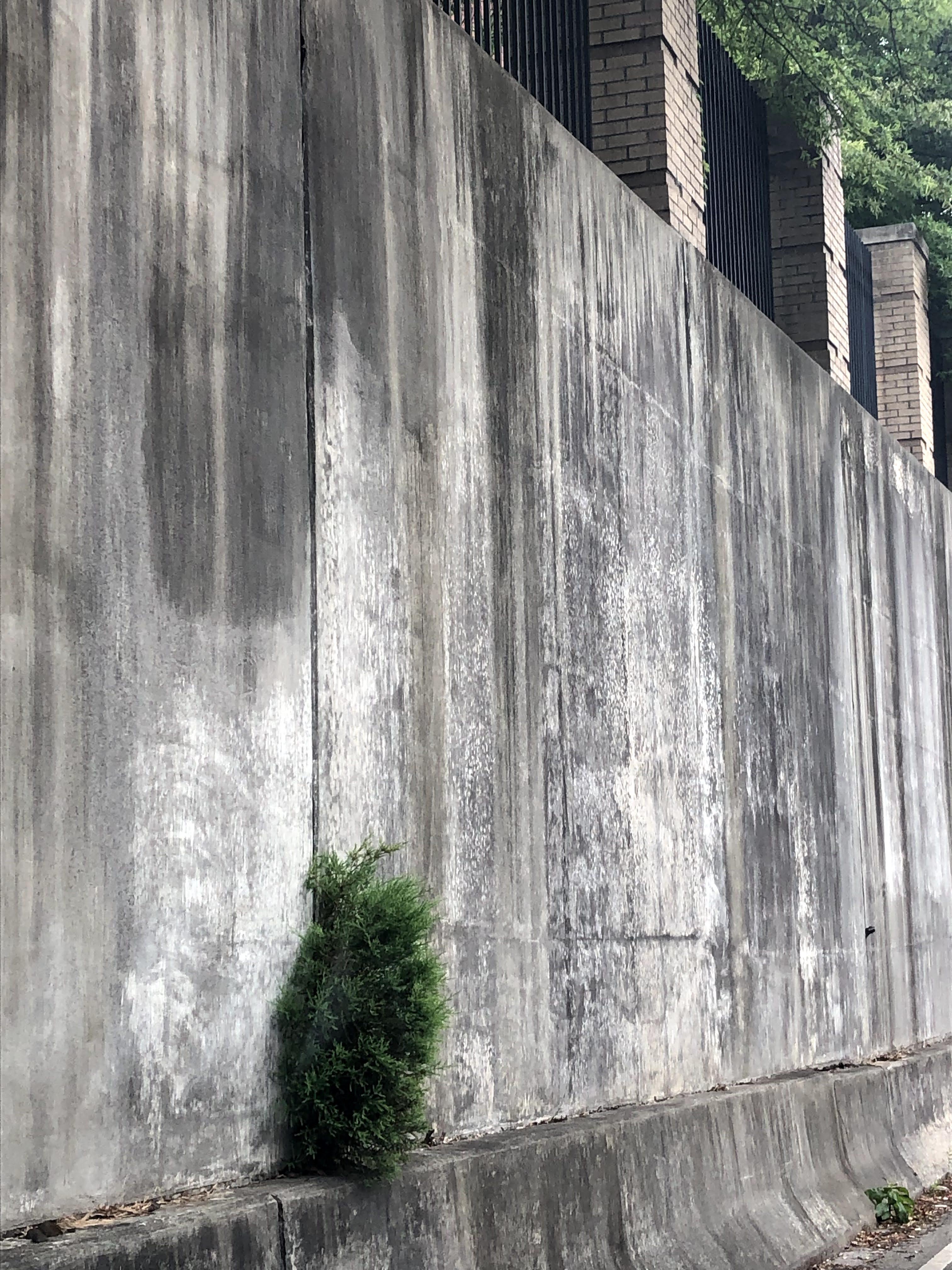 Life finds a way in the Beattie Place retaining wall across from the