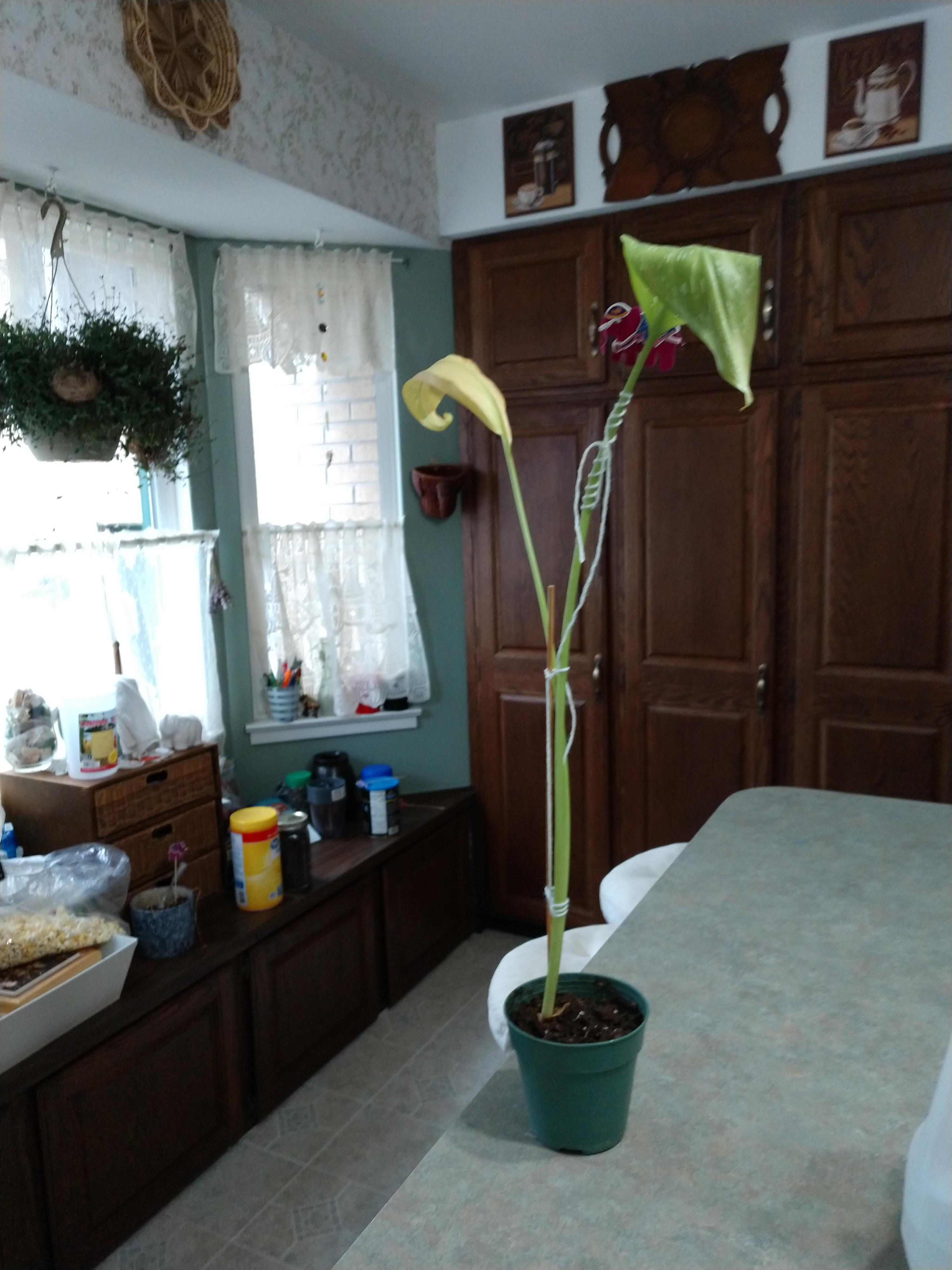 Indoor calla lily plant. Overwatered, we think. Leaves turning yellow