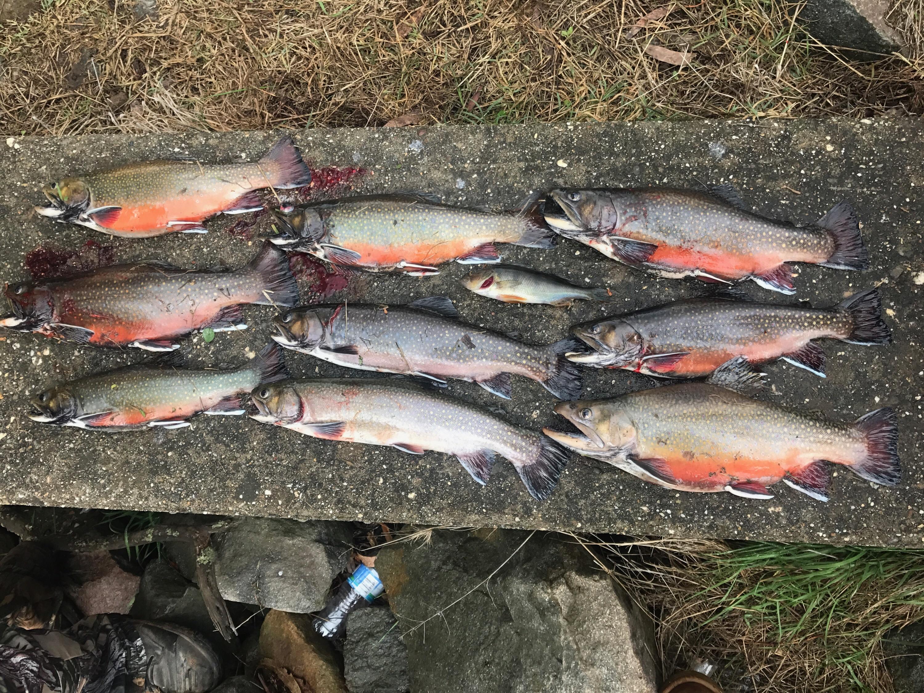 Bagged out on Brook Trout today. Victoria, Australia. r/Fishing