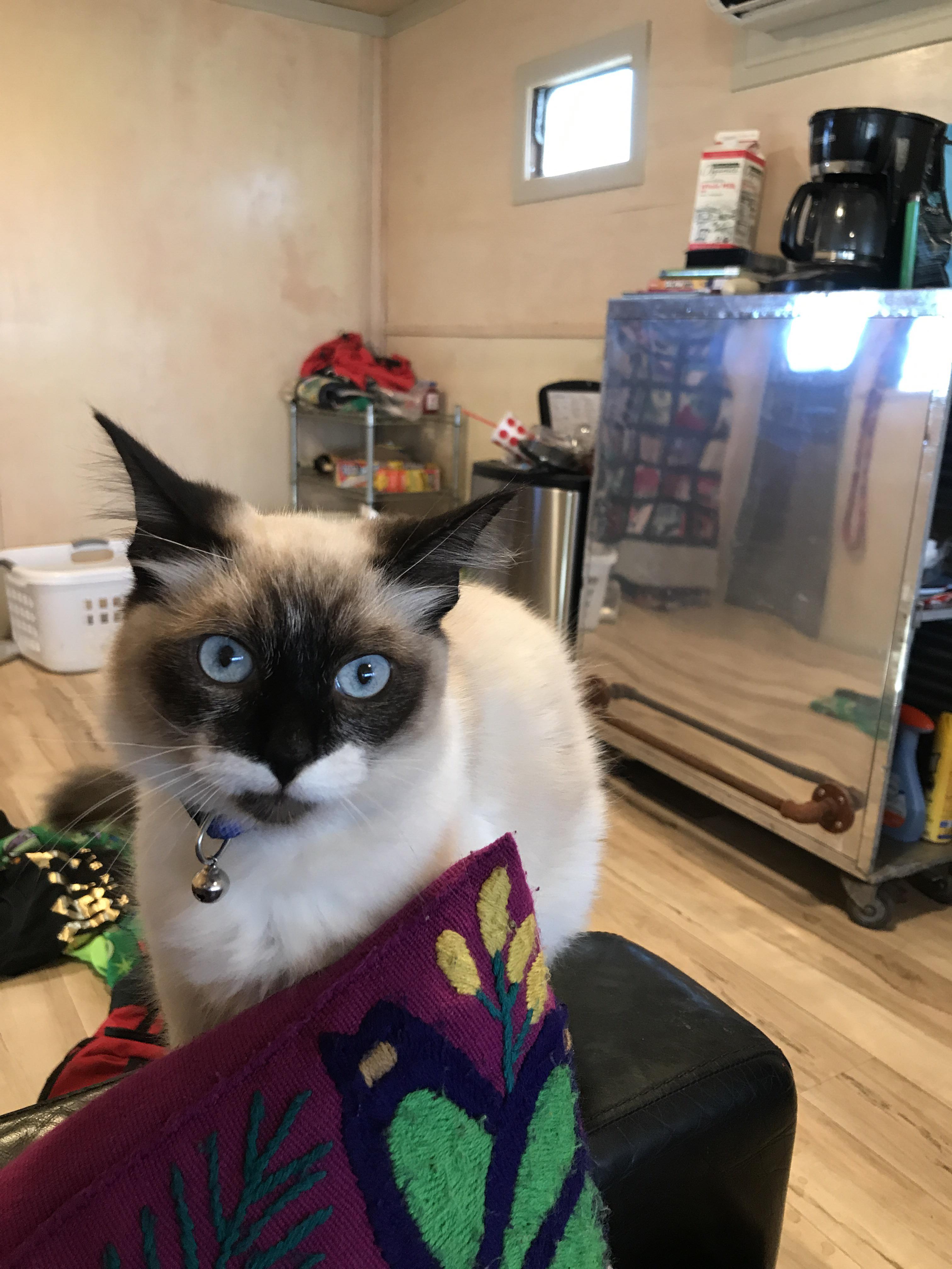 Jingle jingaling! Show me YOUR Elvis! Mine goes by Thomas JefFurSon