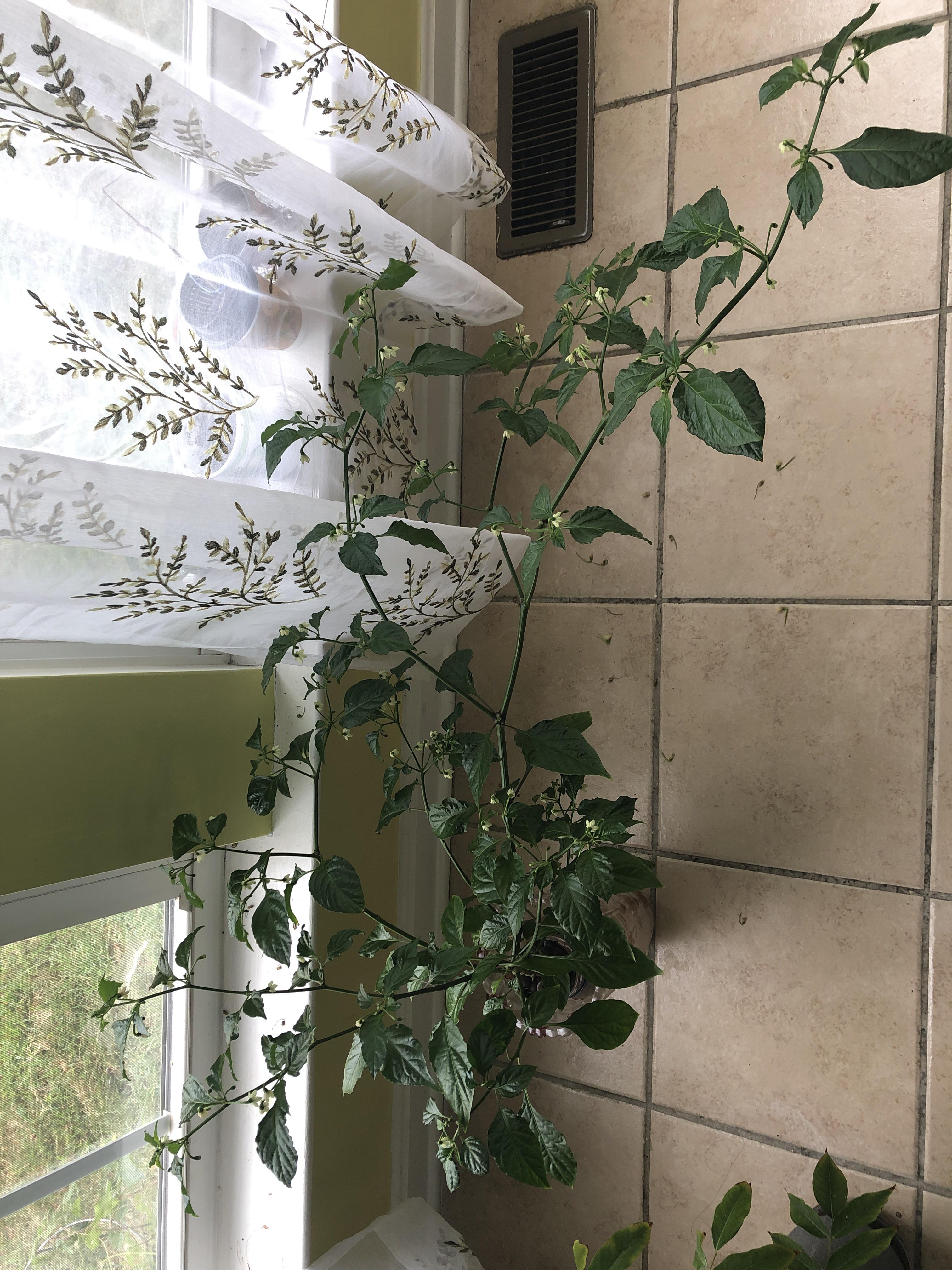 My Carolina reaper keeps dropping it’s flowers and I need help. I use