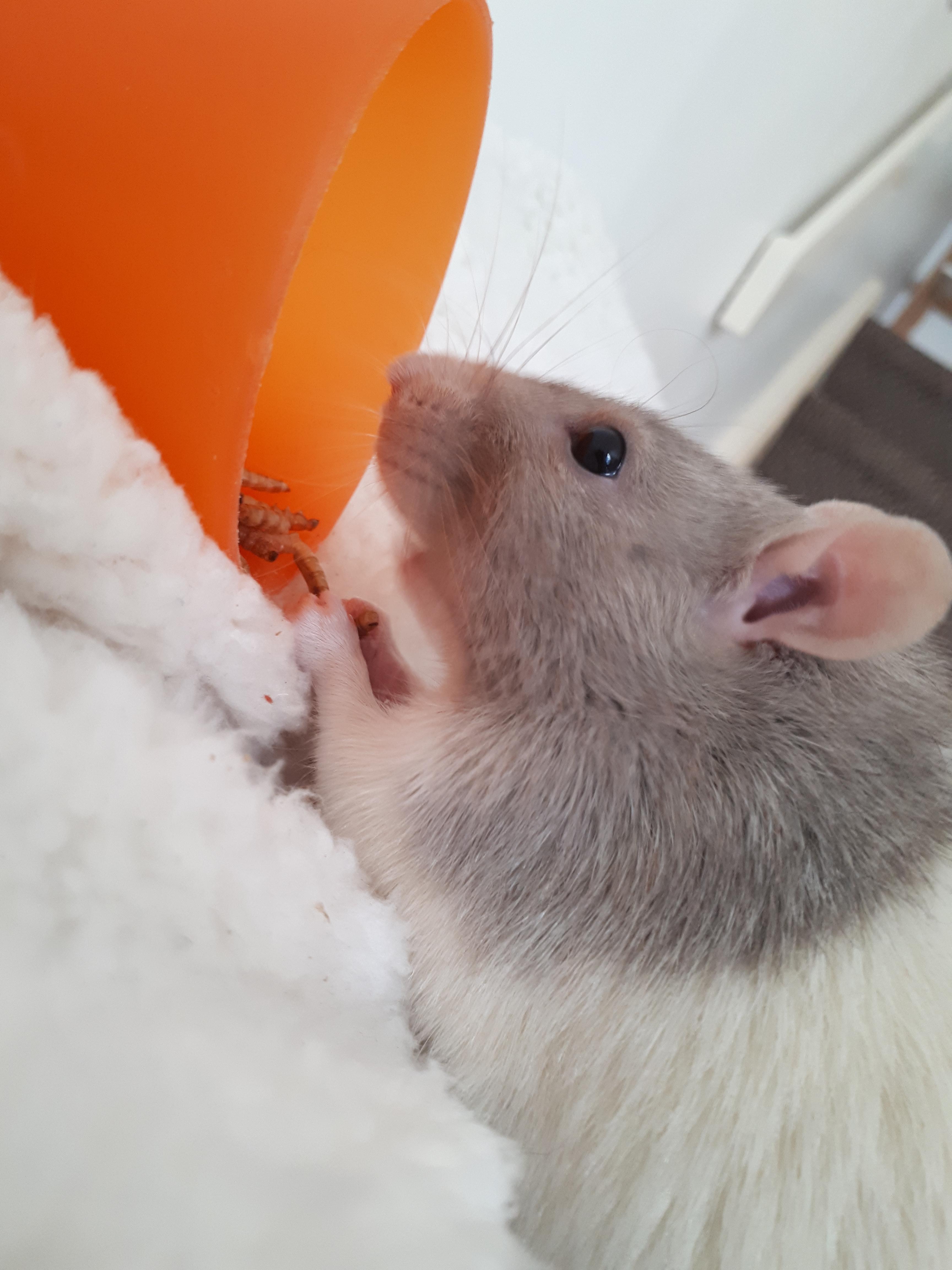 Floki enjoying his mealworms. r/RATS