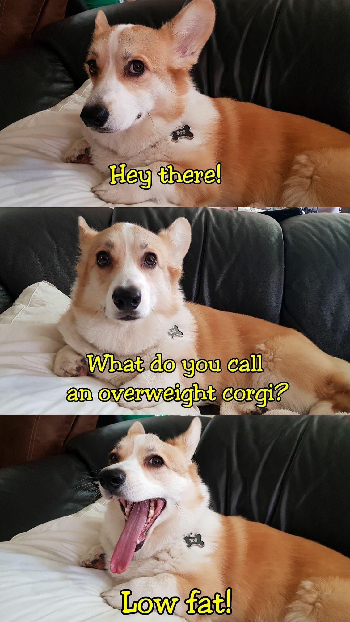 dog Dog Puns Reddit