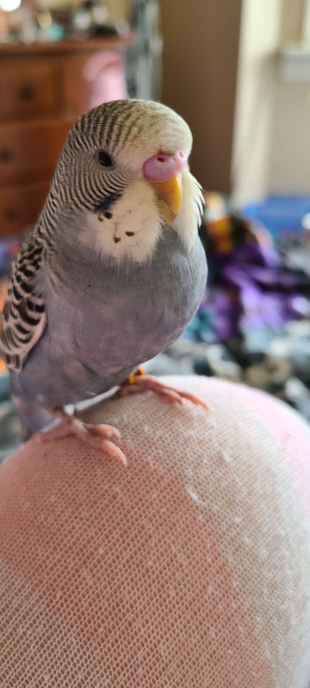 Any Live plants i could put in my parakeets cage? (Random pic of my boy