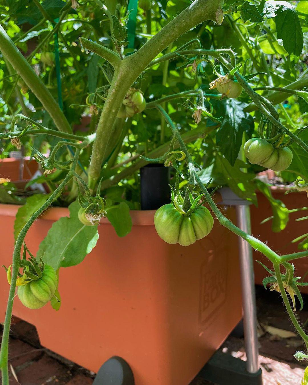 Banana plant rotting from the inside! What can I do? GardeningIndoors