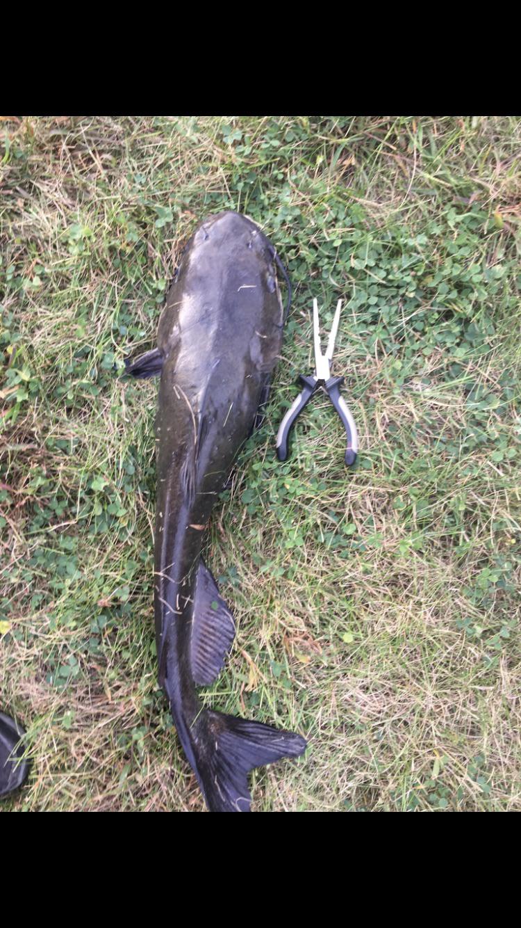 Could someone help me identify this catfish? I caught it in Illinois in a pond and can’t tell