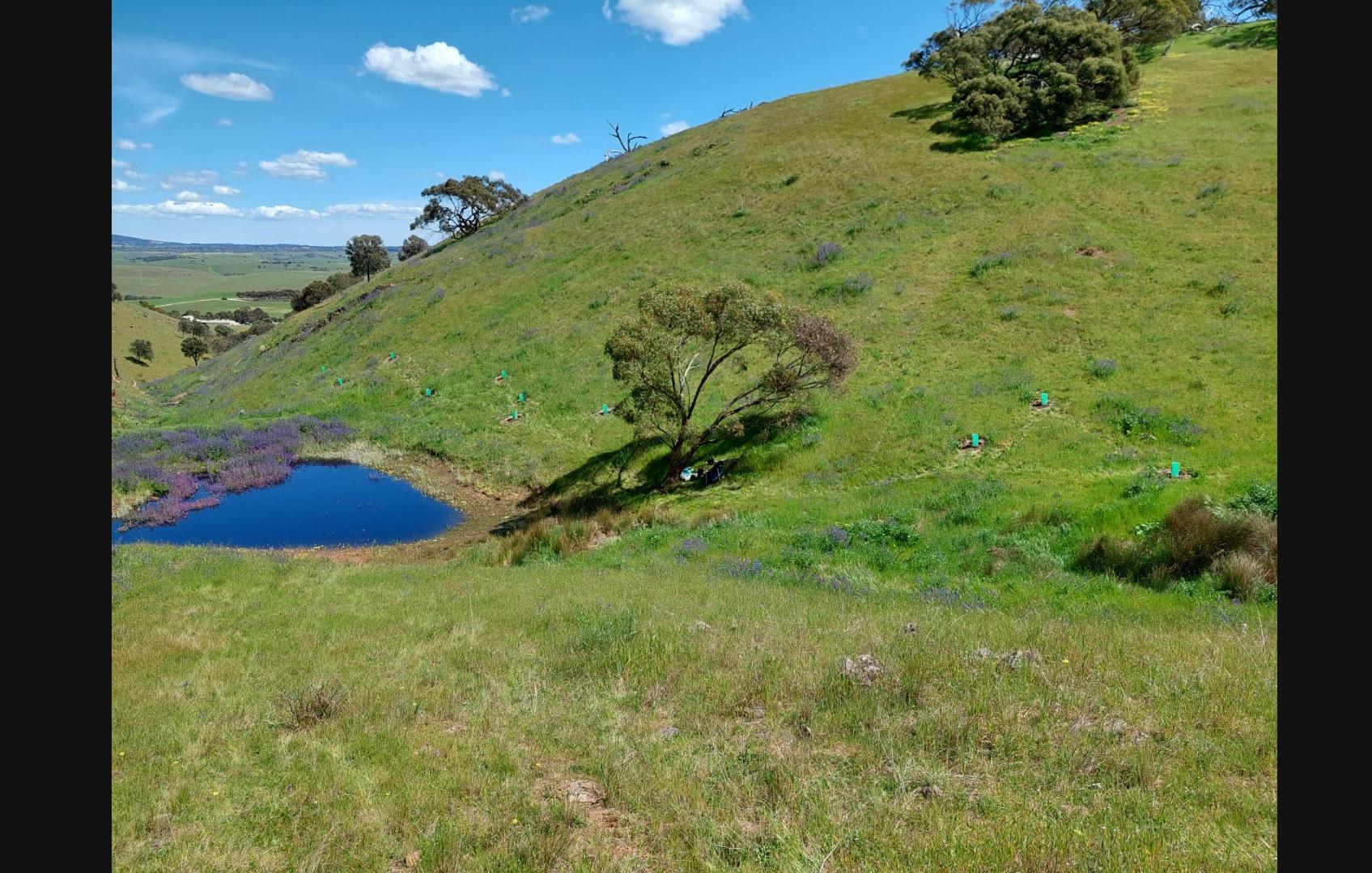 A beautiful day for planting baby gum trees (491 out of 5000 done 45