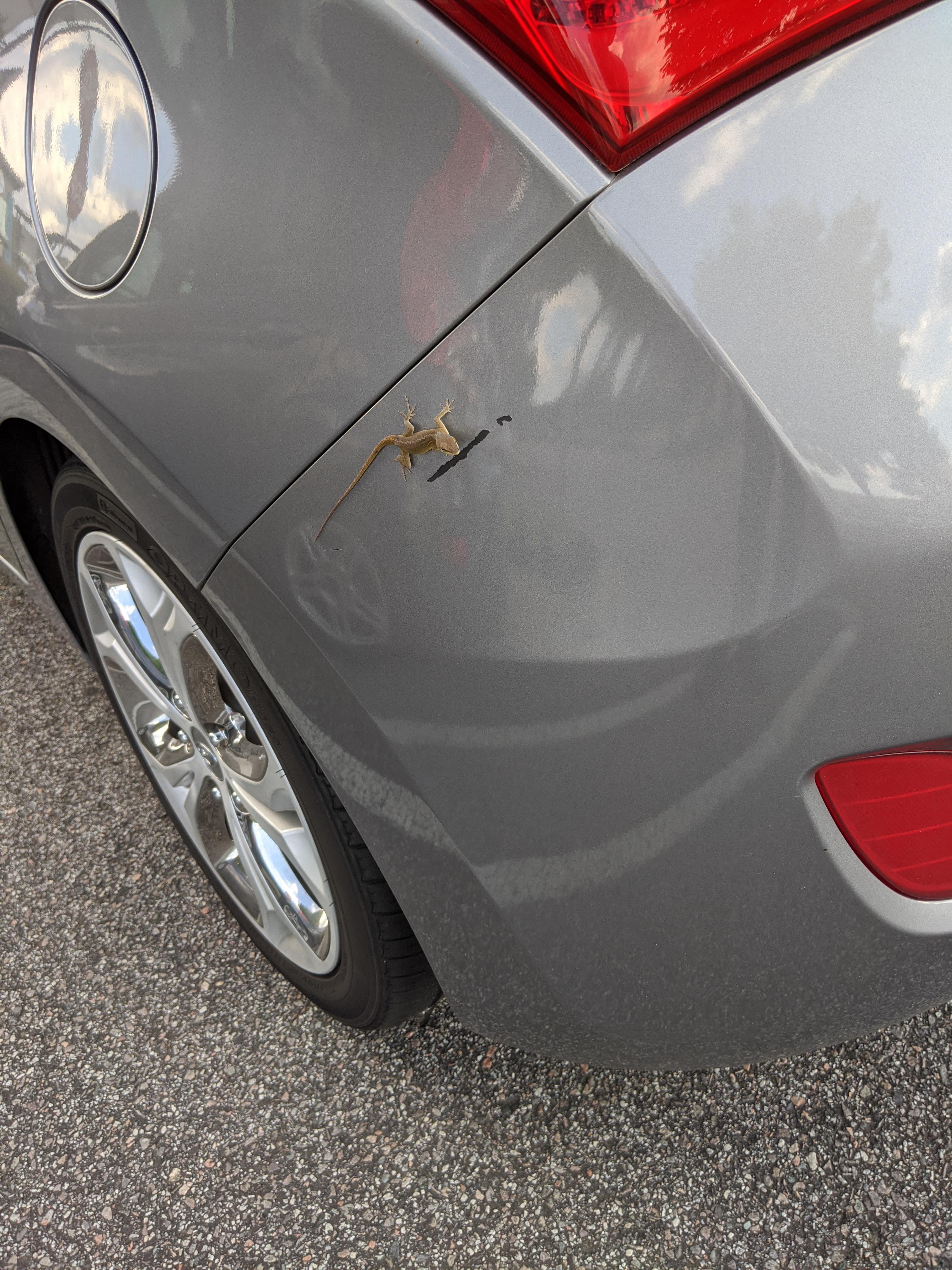 Geico adjuster came by to assess the damage to my car r/pics