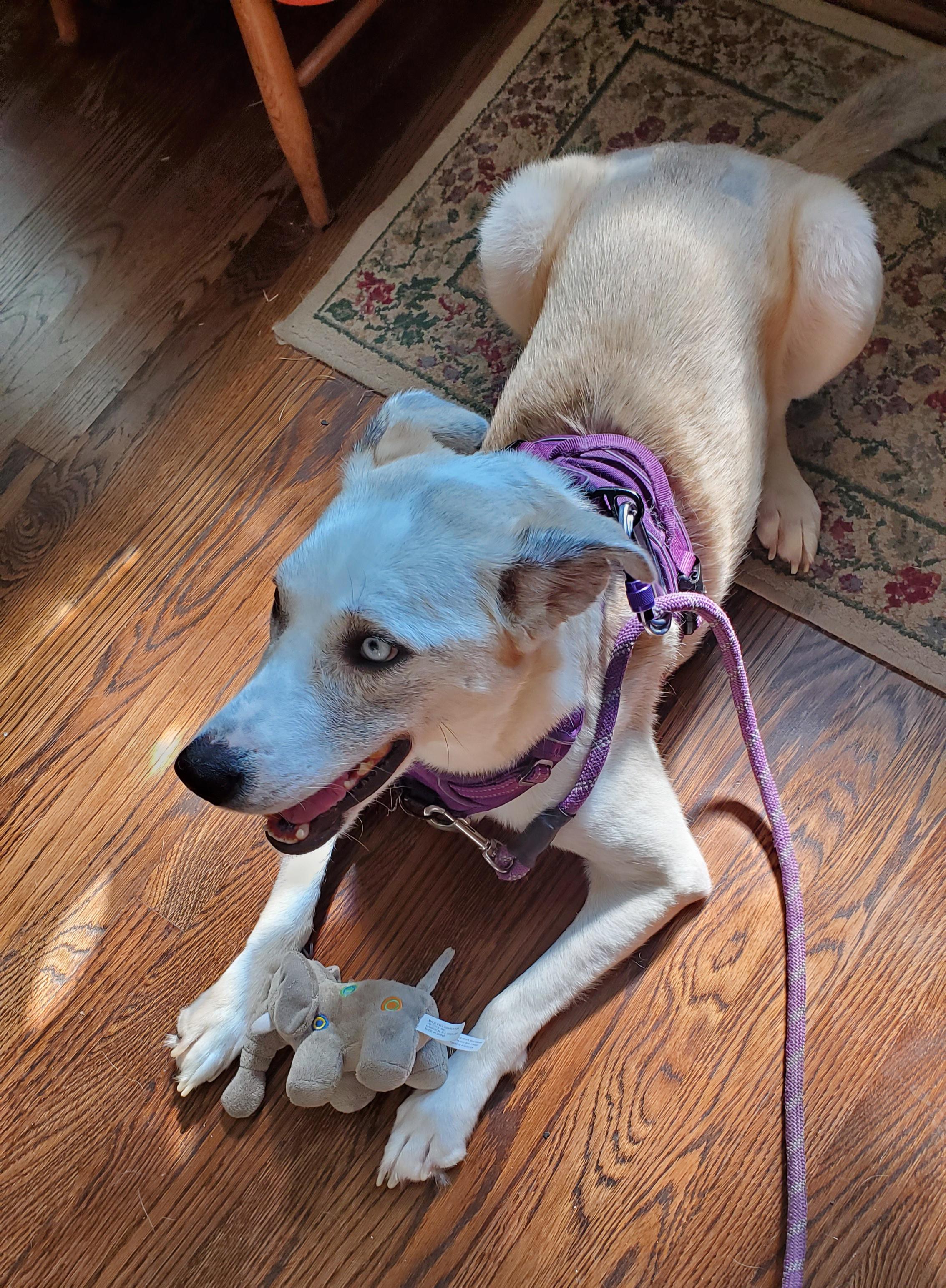 Requested picture of carabiner loop on nopull harness. Pulls her