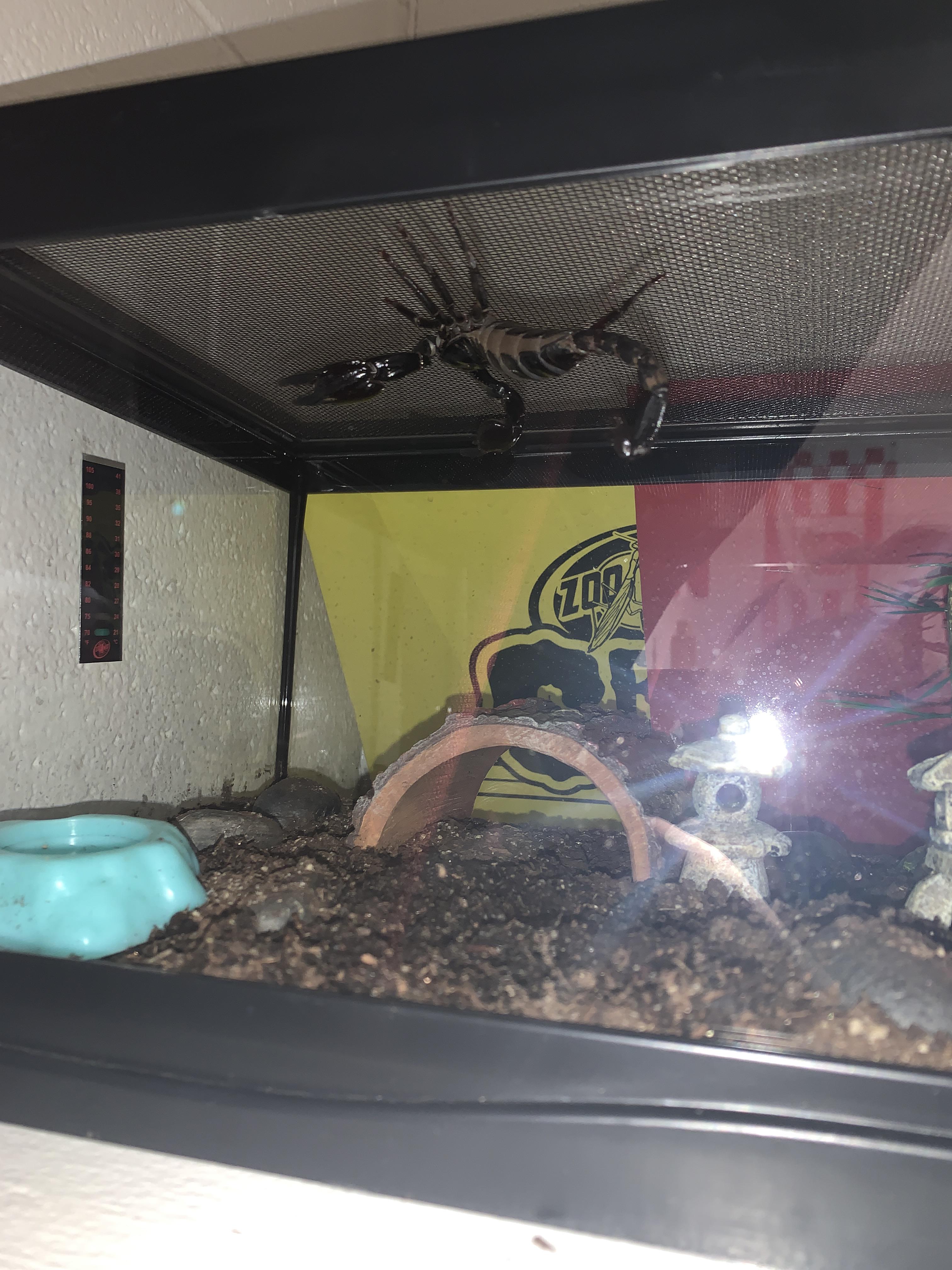 He climbed onto the ceiling.... should I be worried? r/Scorpions