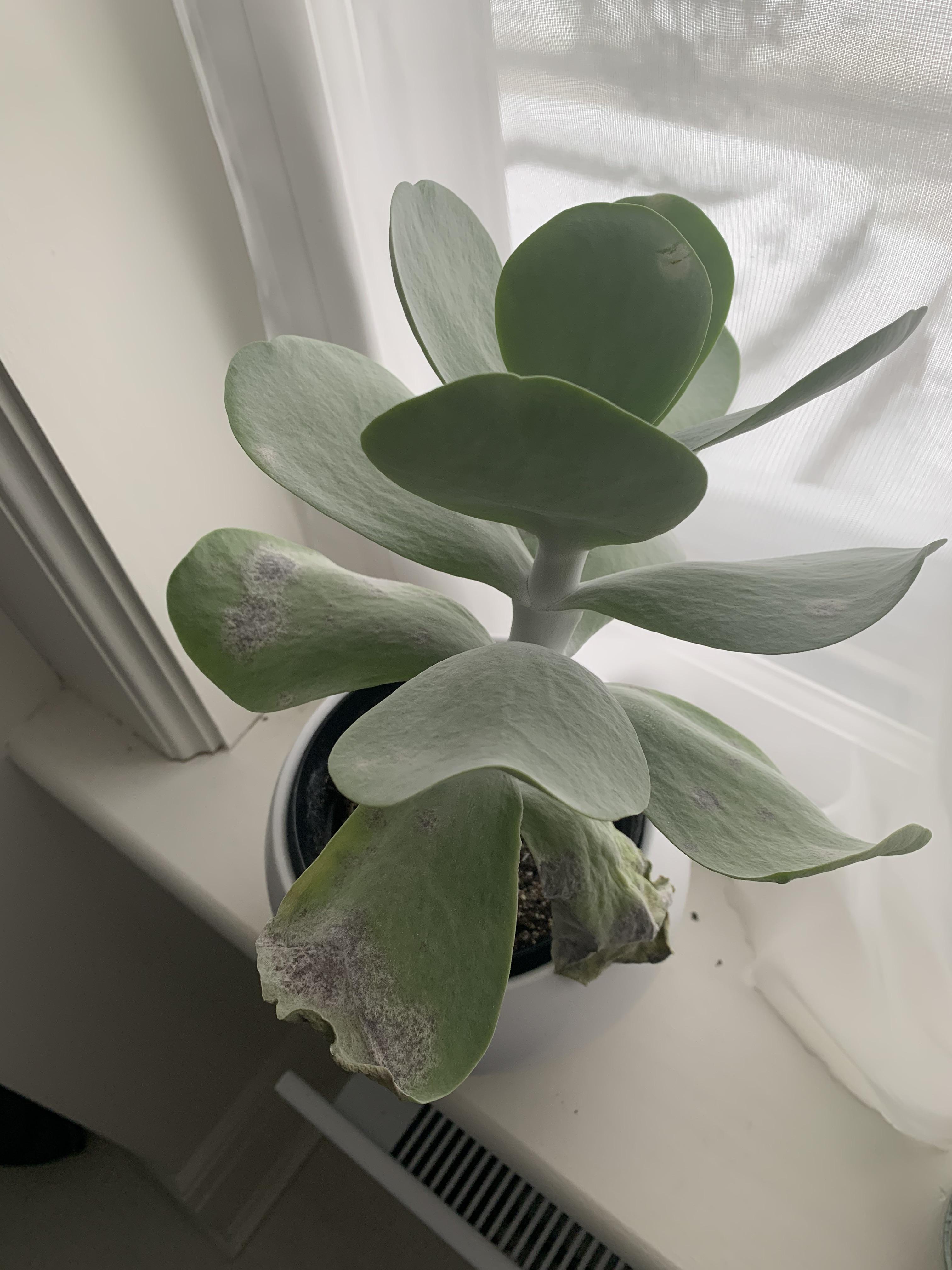 What’s wrong with my paddle plant r/succulents