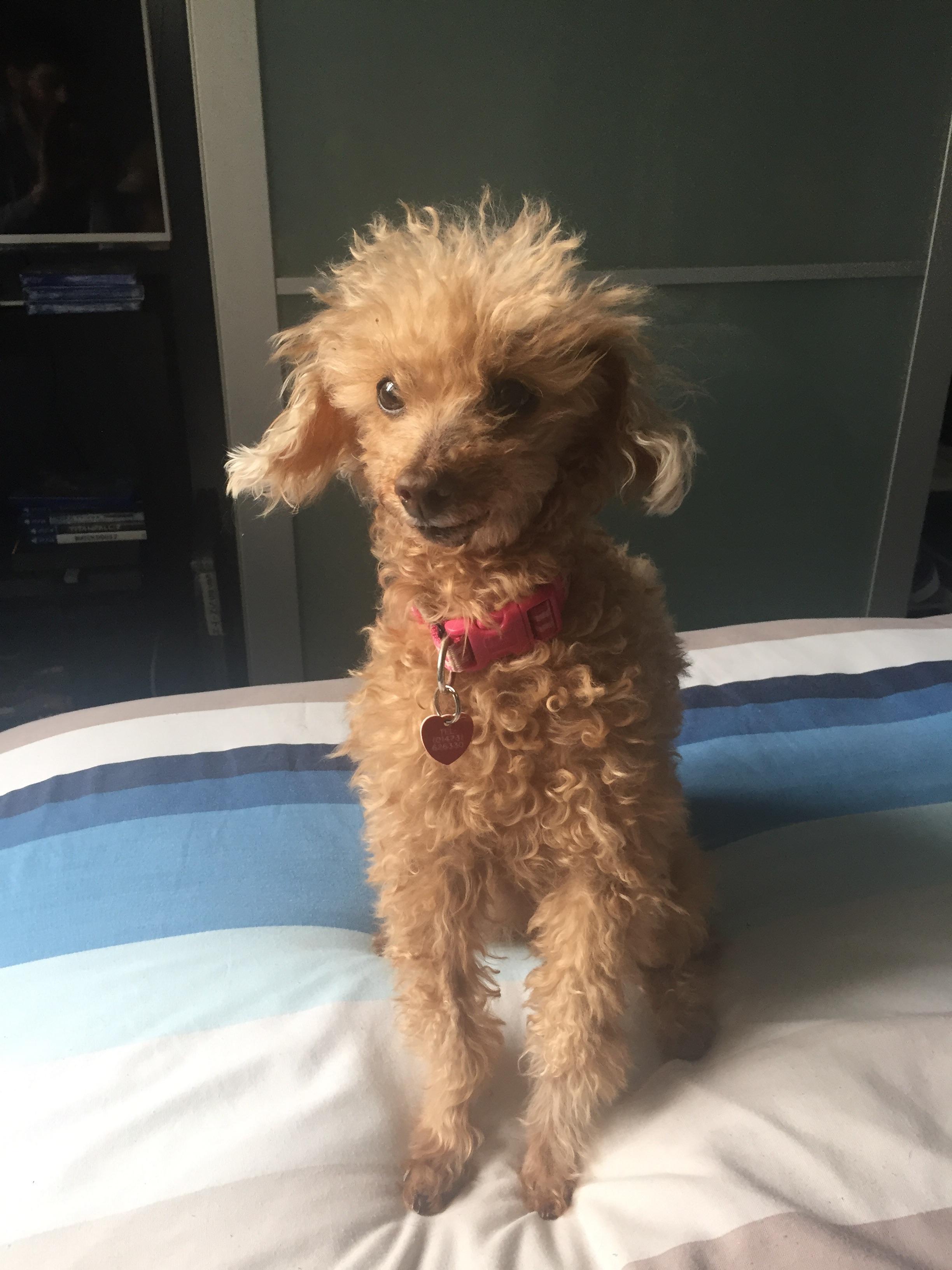 Meet Mitzi our 14 year old toy poodle rescue she is a little scruff but