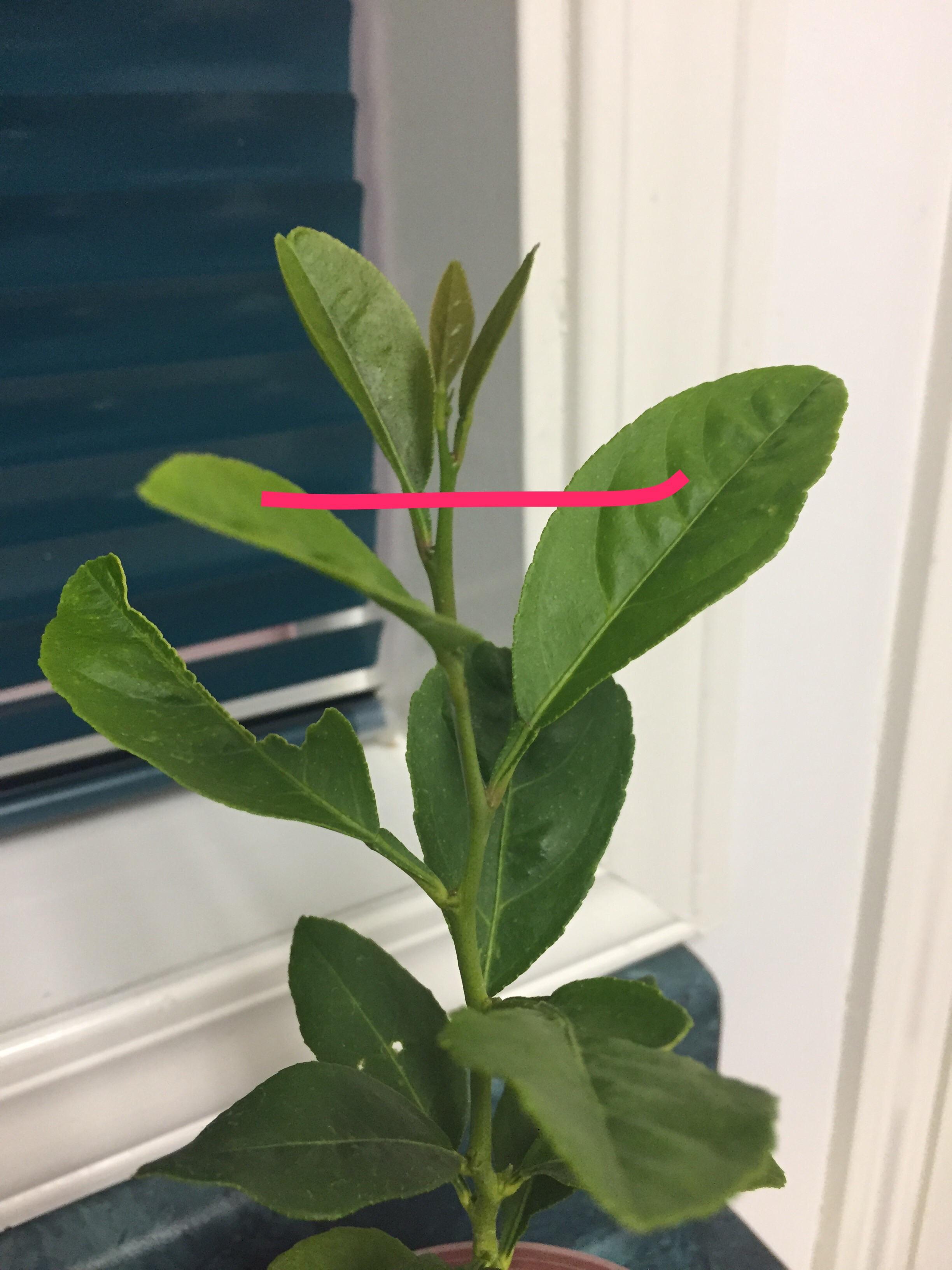 Can I cut off the top of my lemon tree like this to cause it to grow