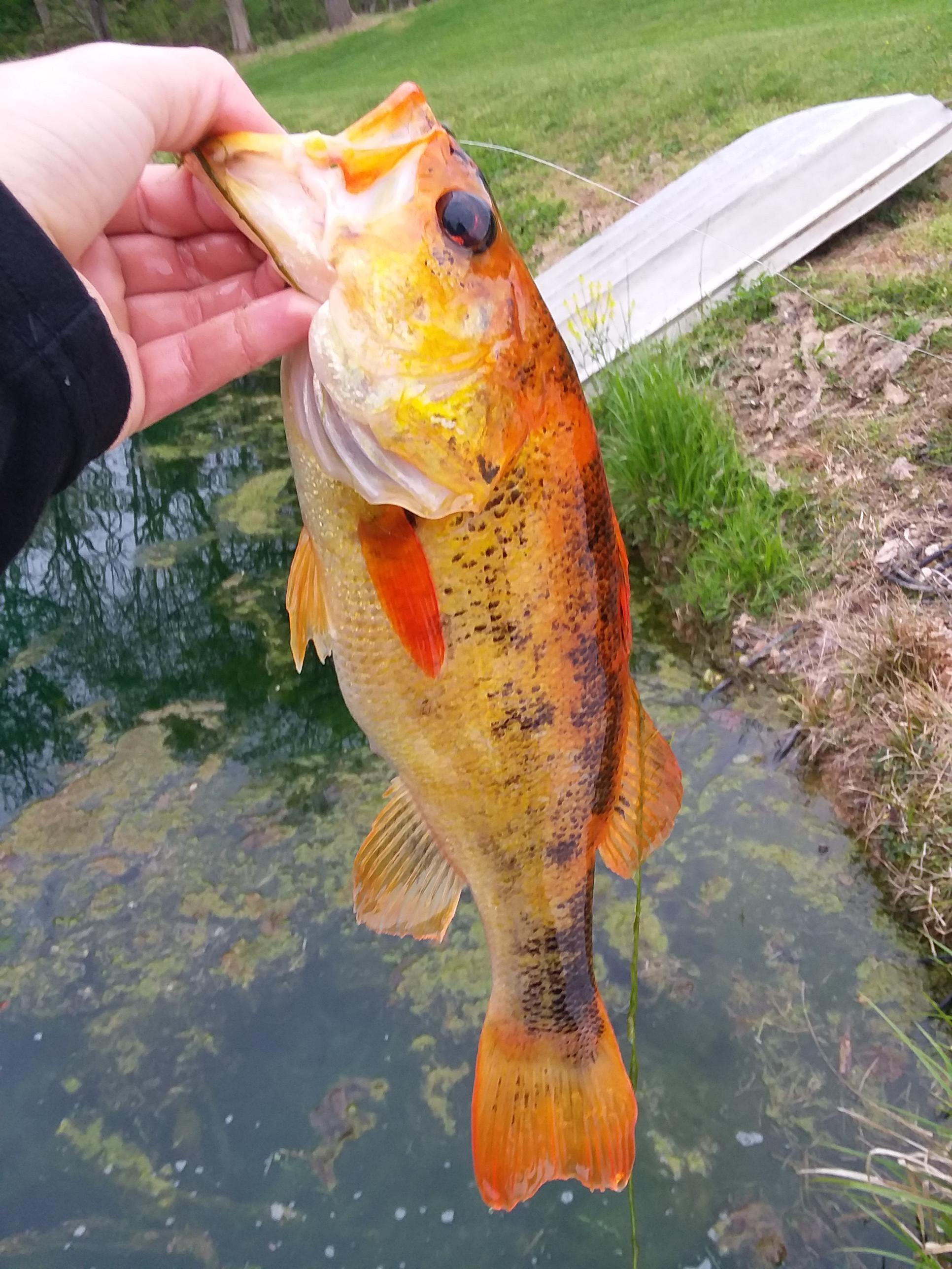 lahagb.blogg.se Fishing best power for largemouth bass