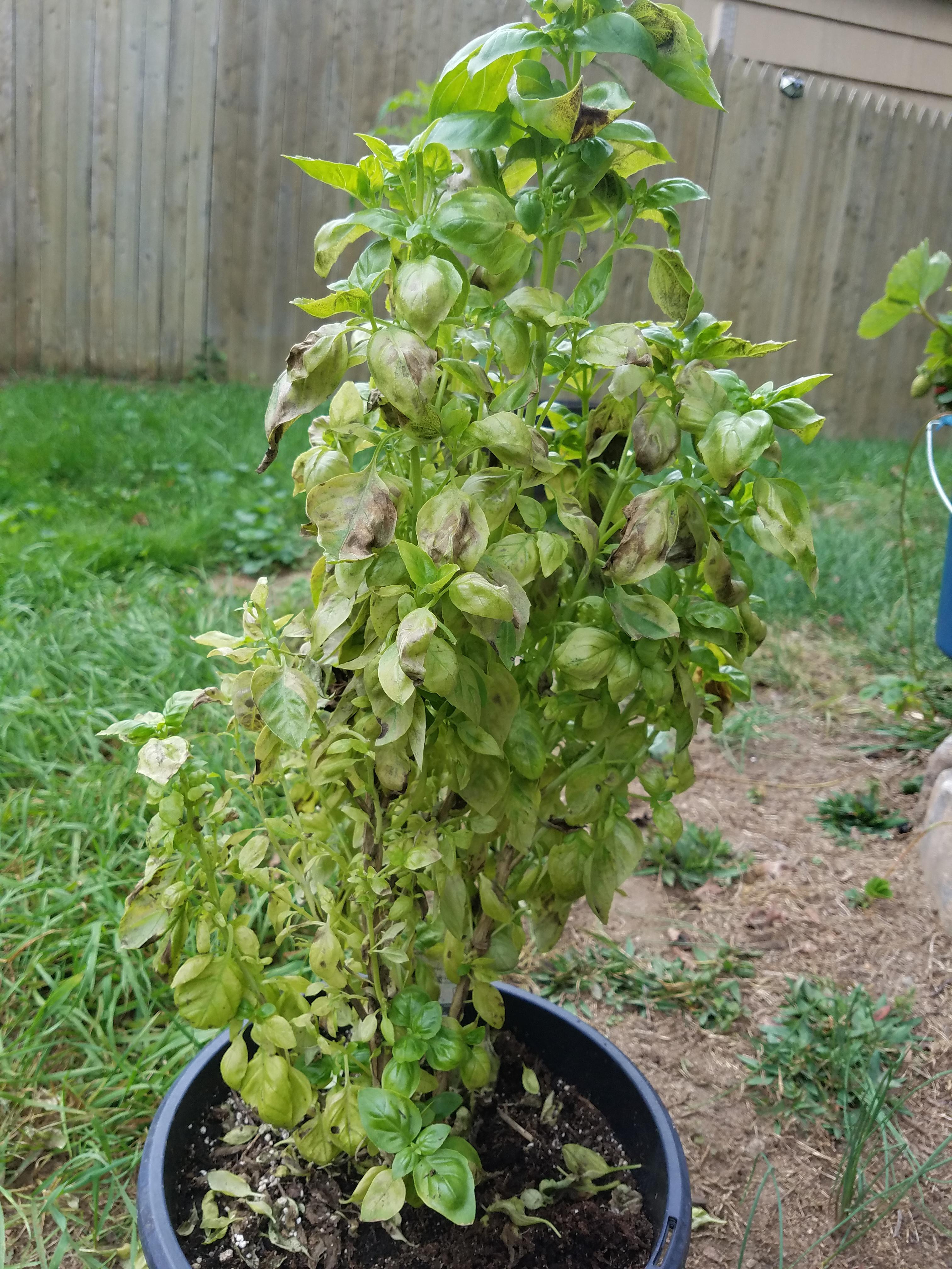[CT] What is happening to my basil plant? Dying from general lack of