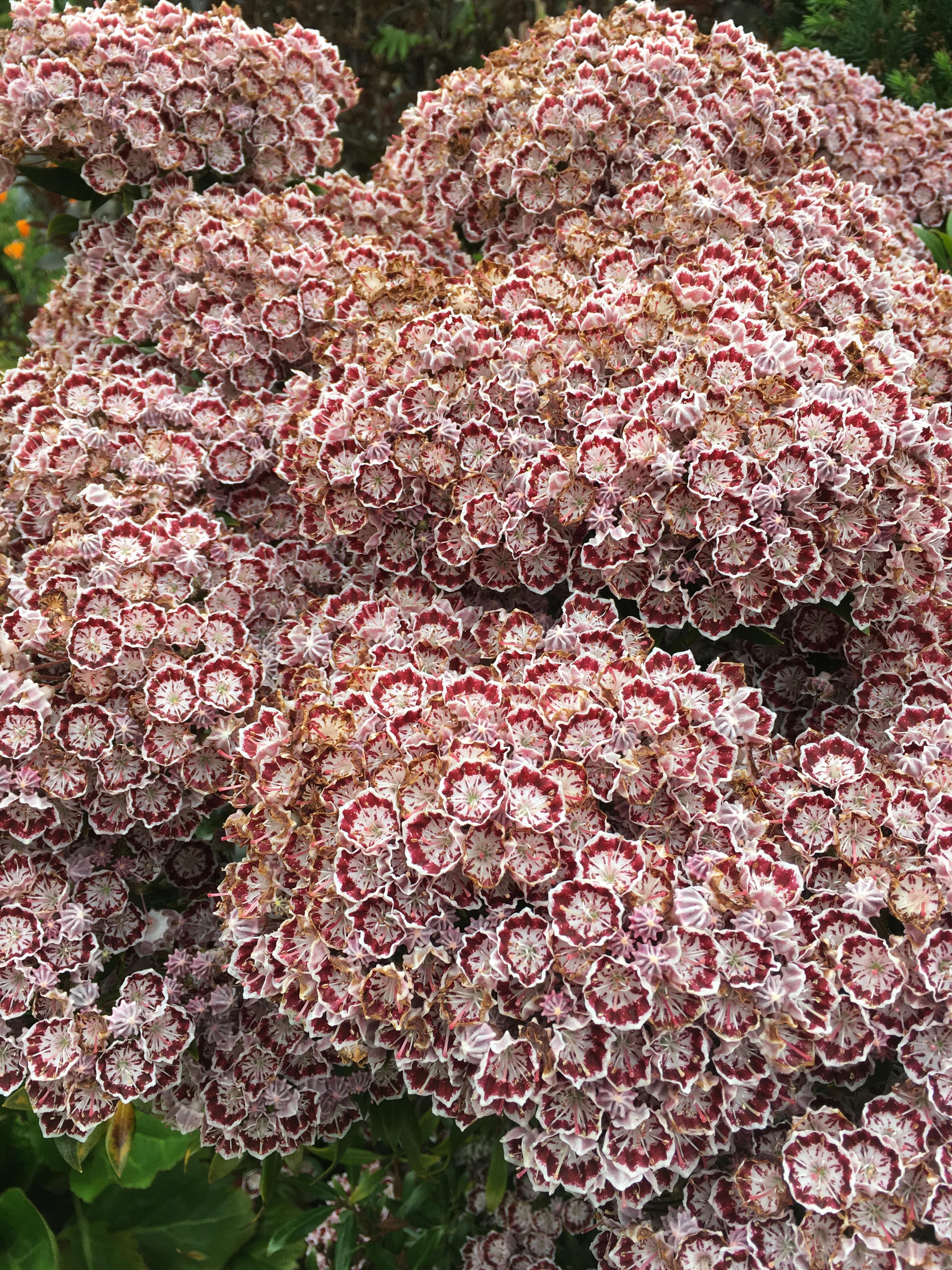 Pacific Northwest flowering bush r/whatsthisplant