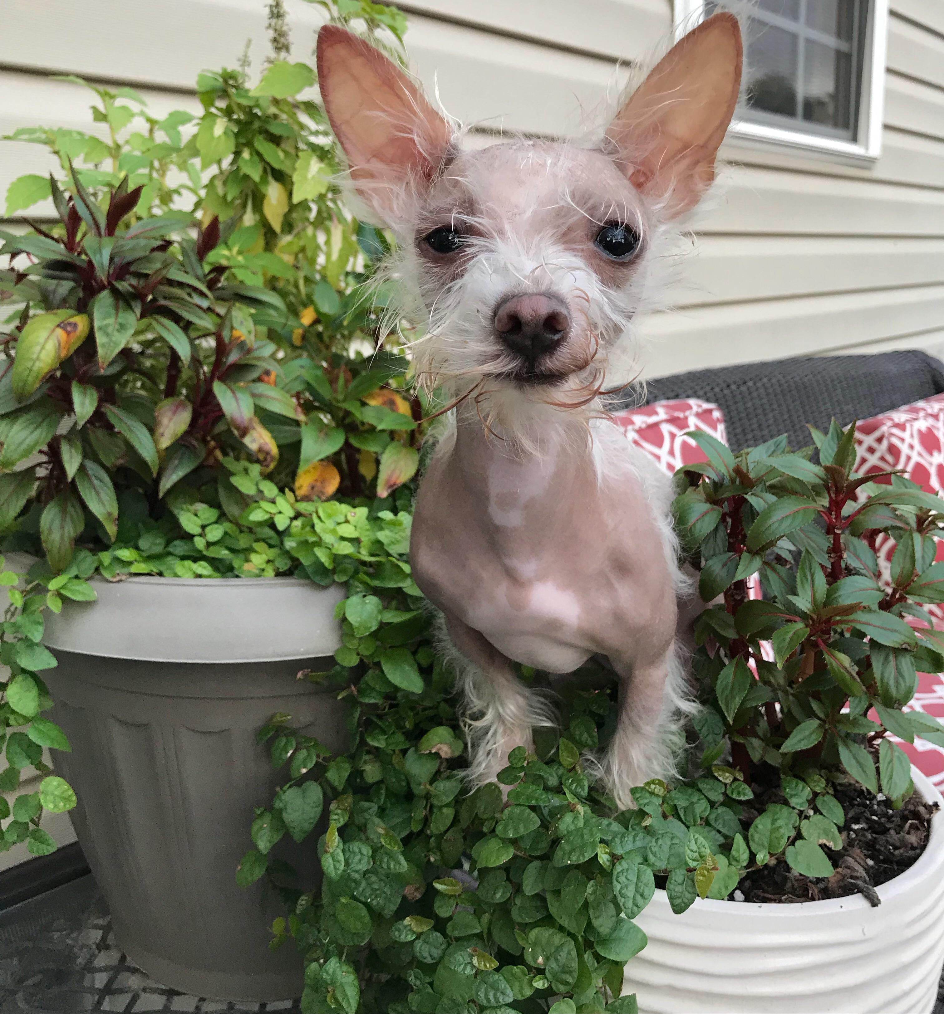 Adorable Mexican Hairless Chihuahua l2sanpiero