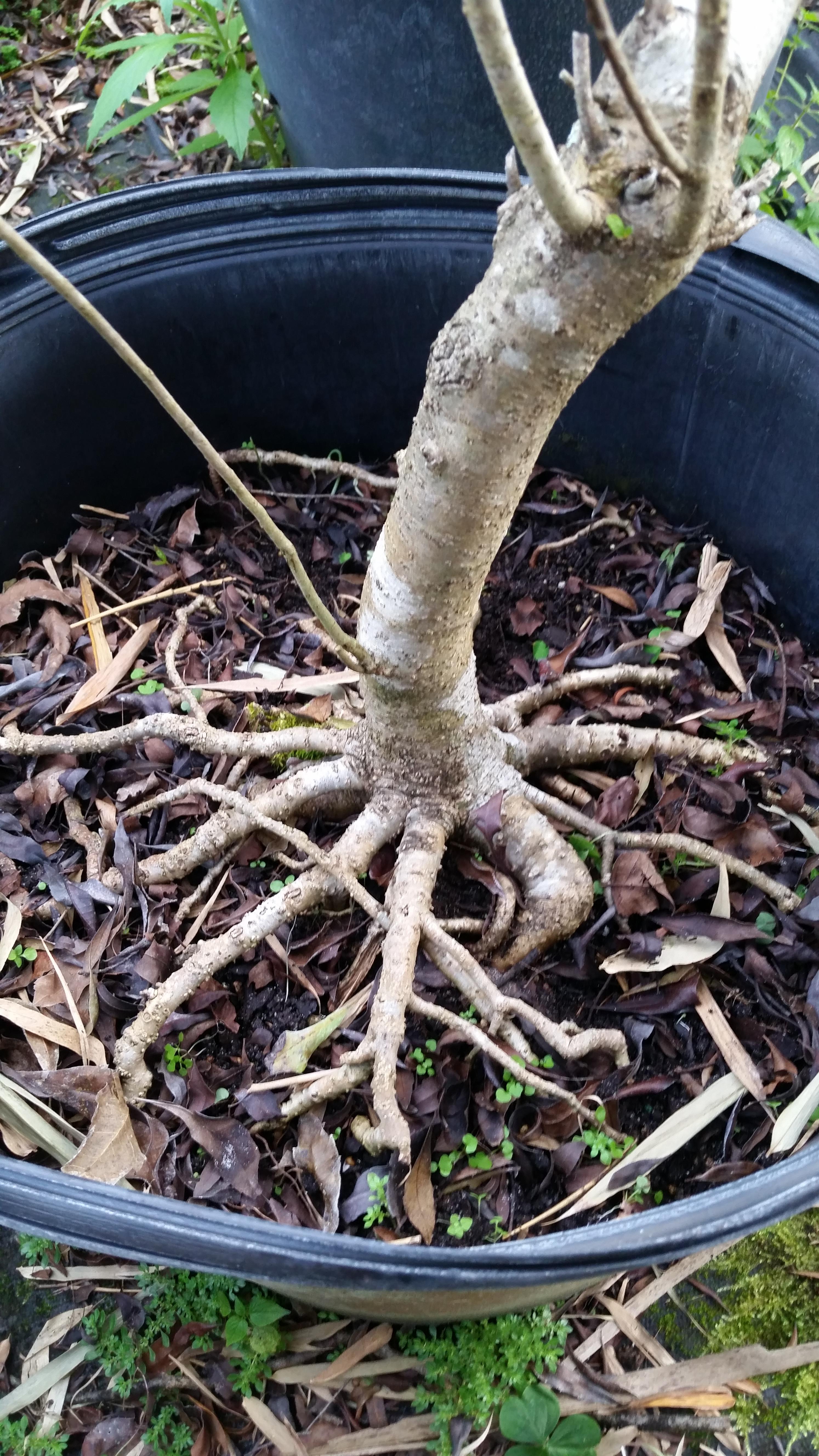 Nursery stock Wax Myrtle in a 15g pot, just look at those roots. r/Bonsai