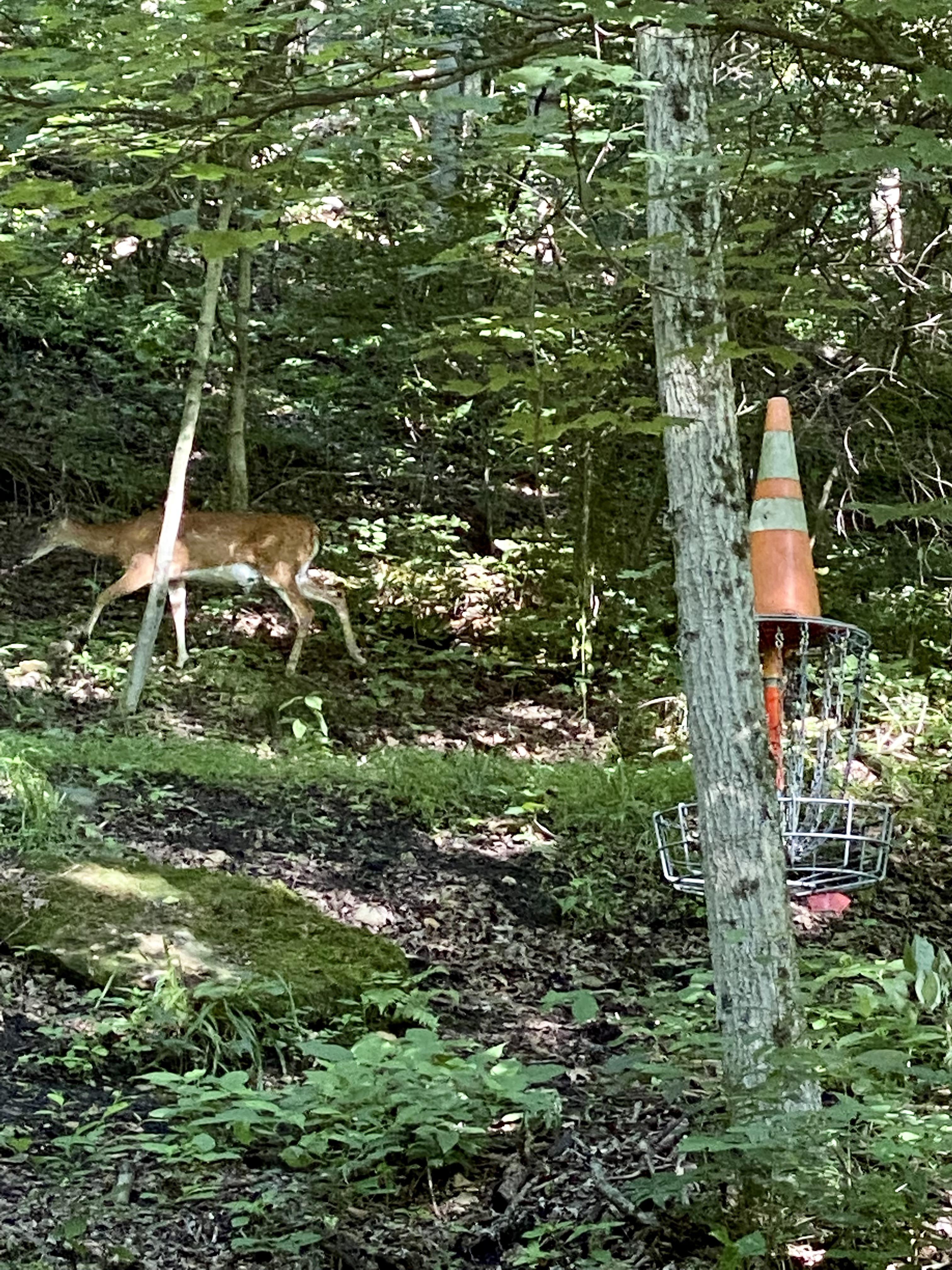 Beatty “Park,” Steubenville OH r/discgolf