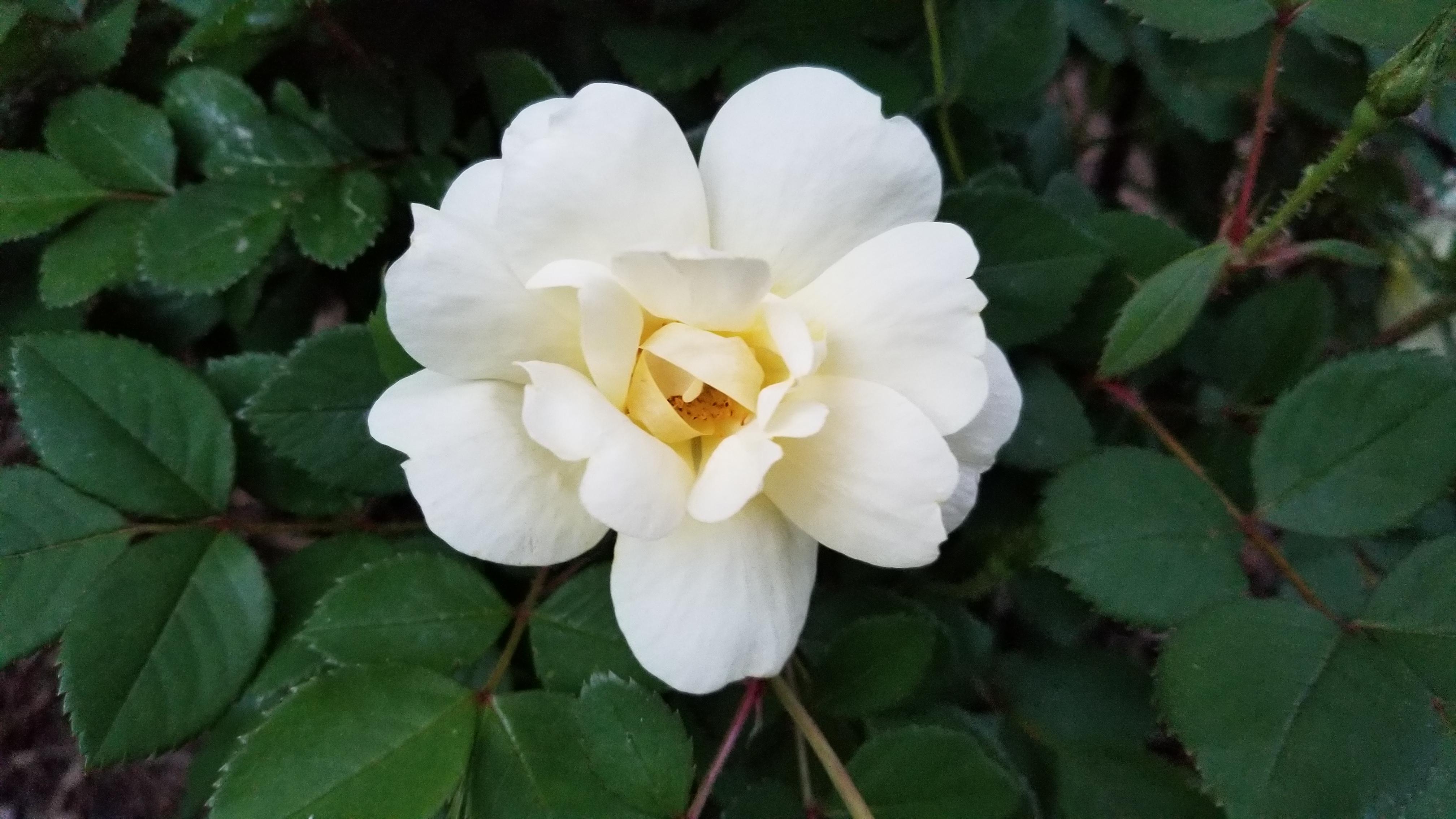 First Yellow Knockout Rose of the year is pretty spectacular. r/gardening