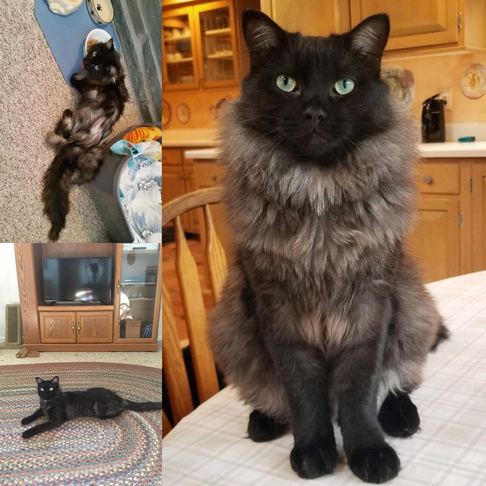 8 months ago we found an emaciated, half frozen feral cat. The vet didn