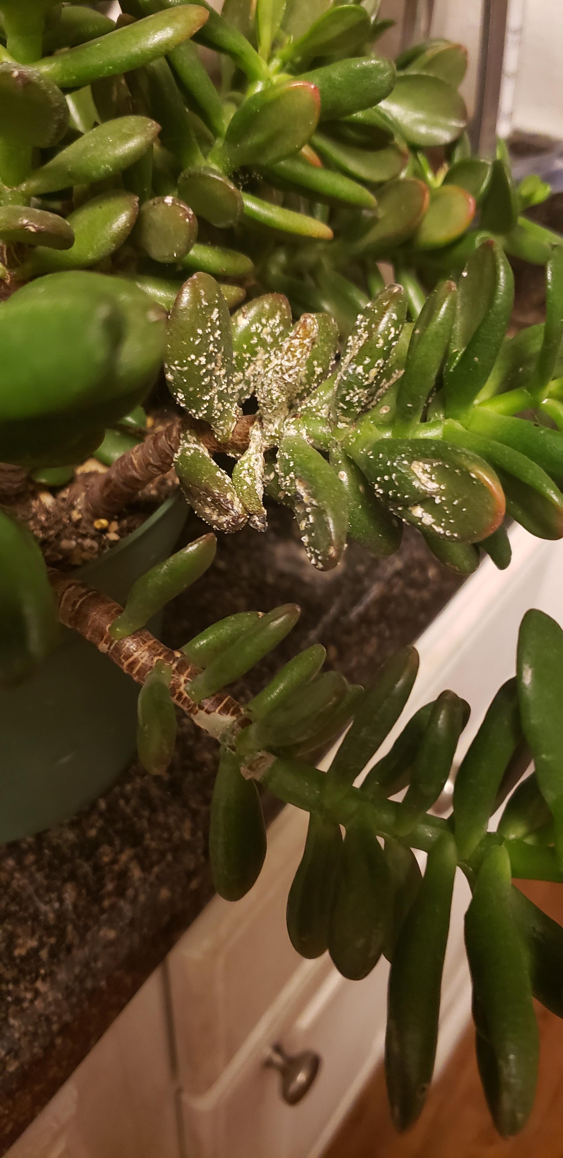 What is this white stuff on my Jade? r/succulents