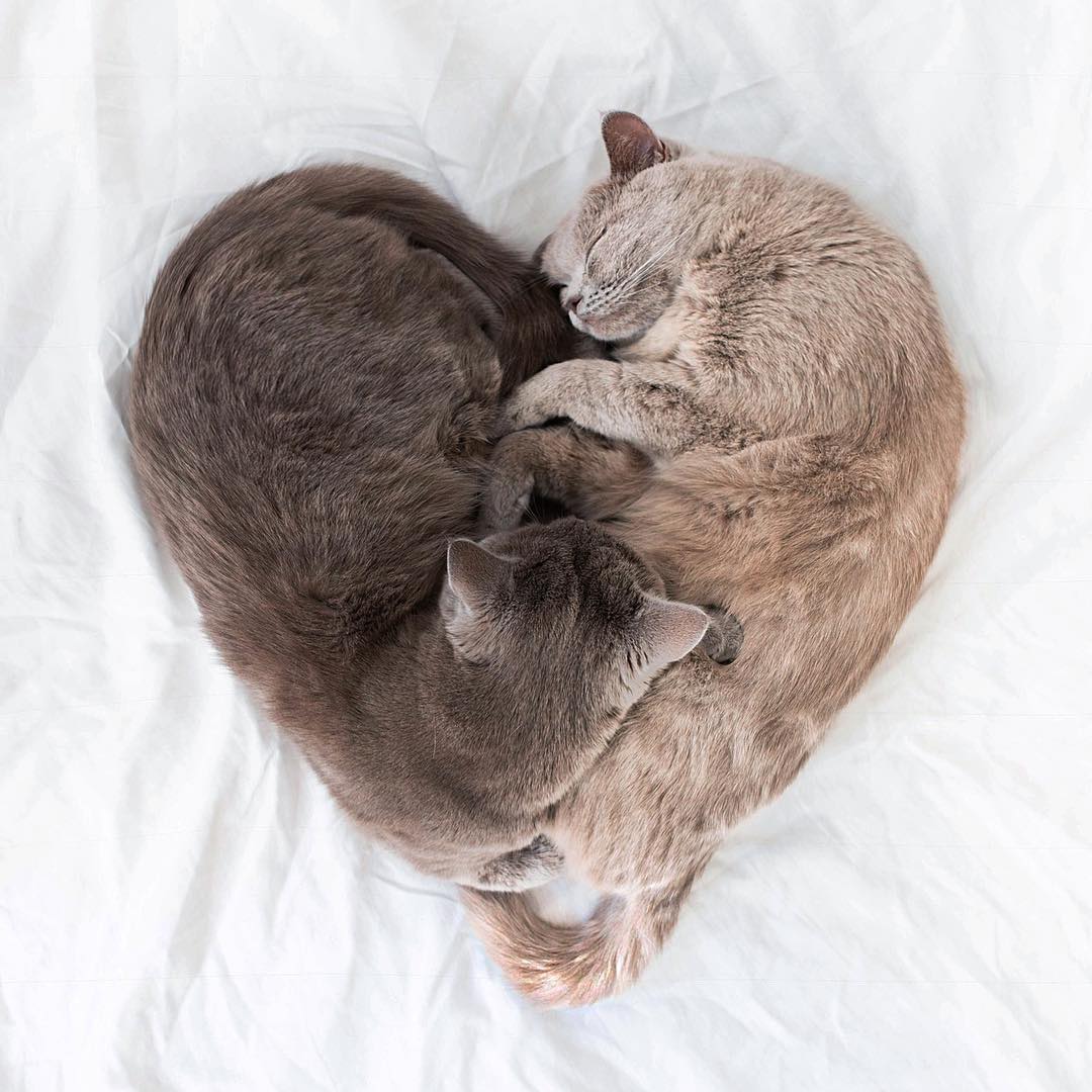 Heart shaped cuddling cats r/aww