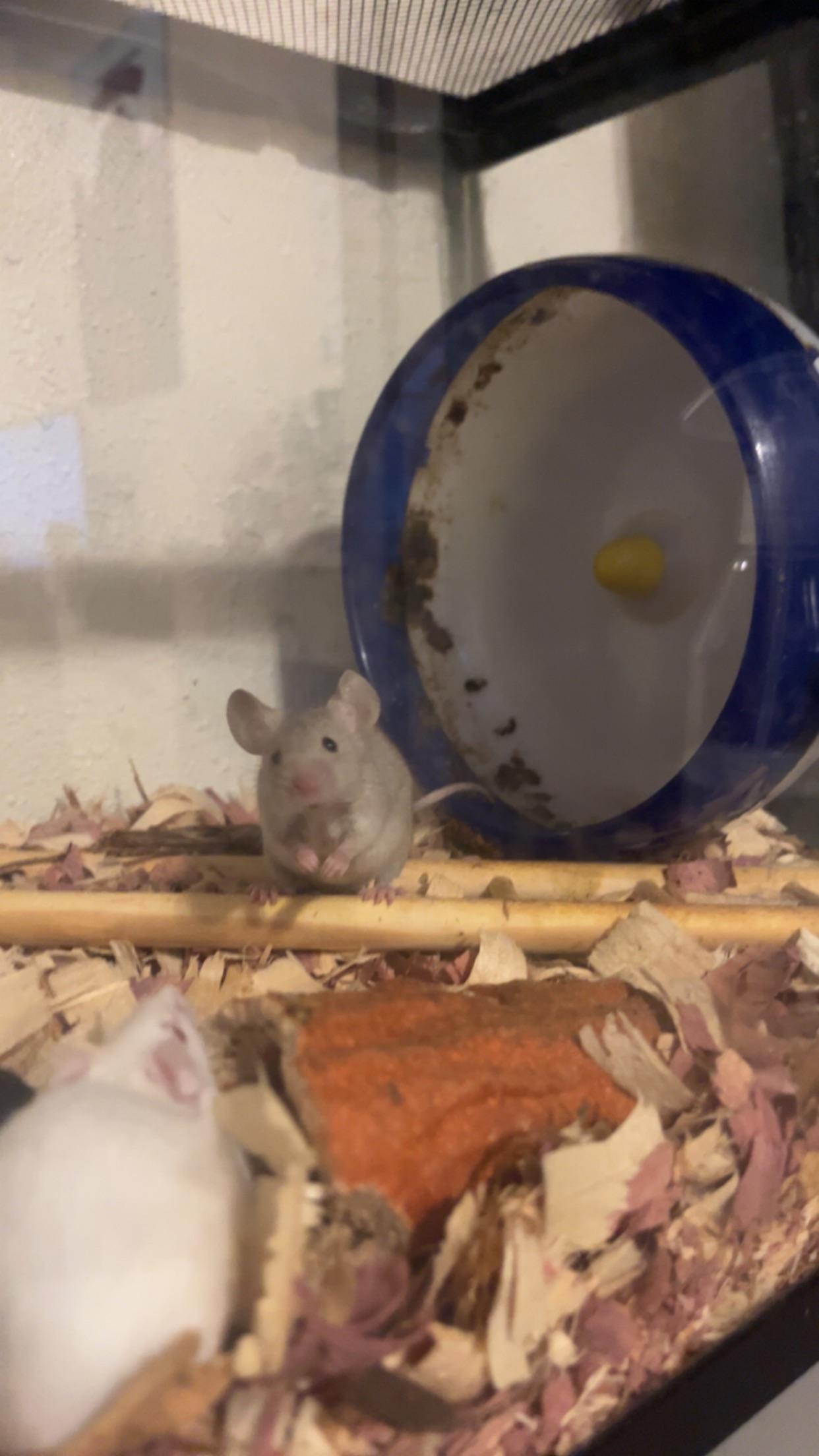 How do i get my mice to stop pooping on their wheel?! Can I?! r/PetMice
