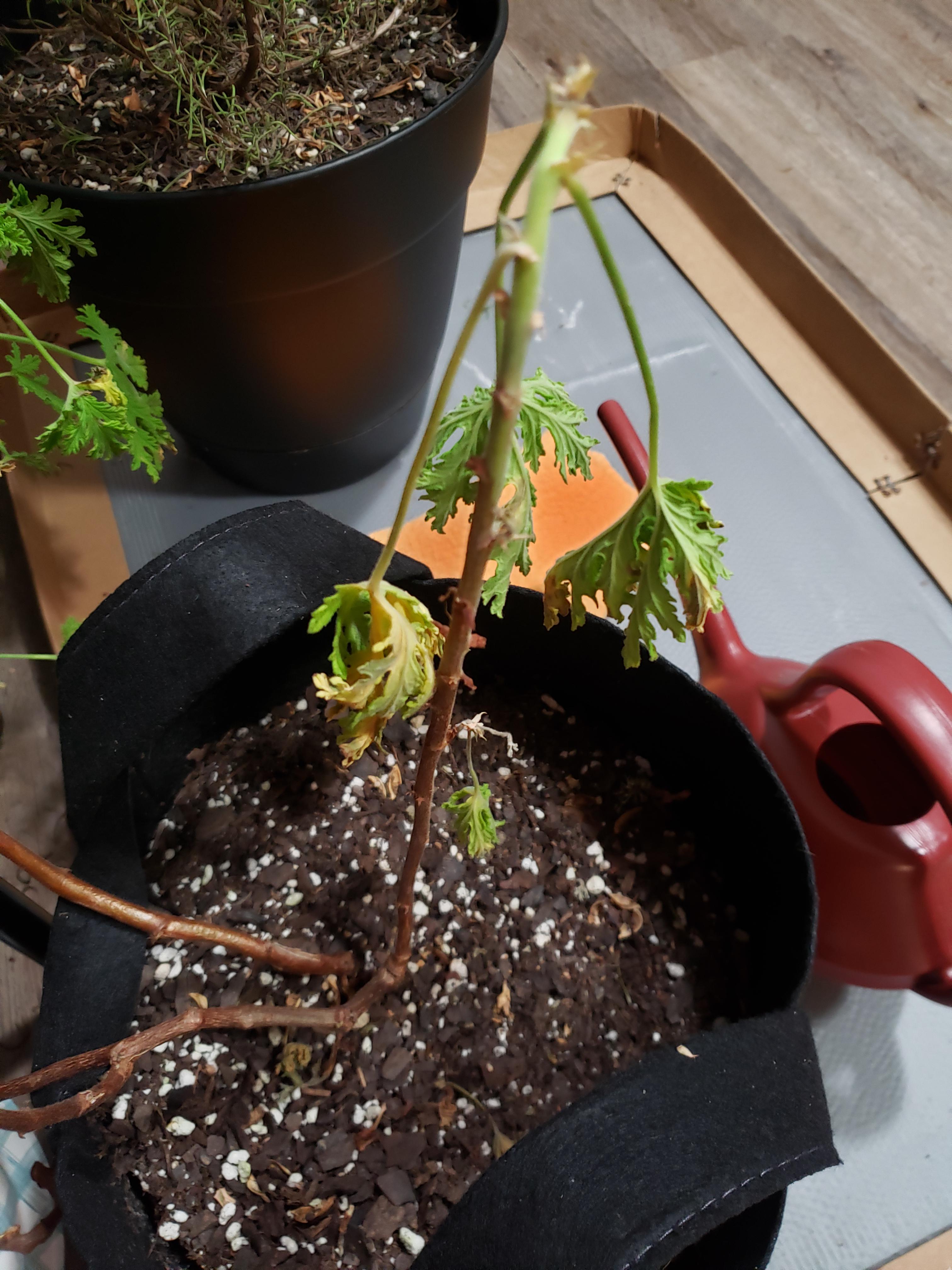 Brought my citronella inside for the winter and only part of it is