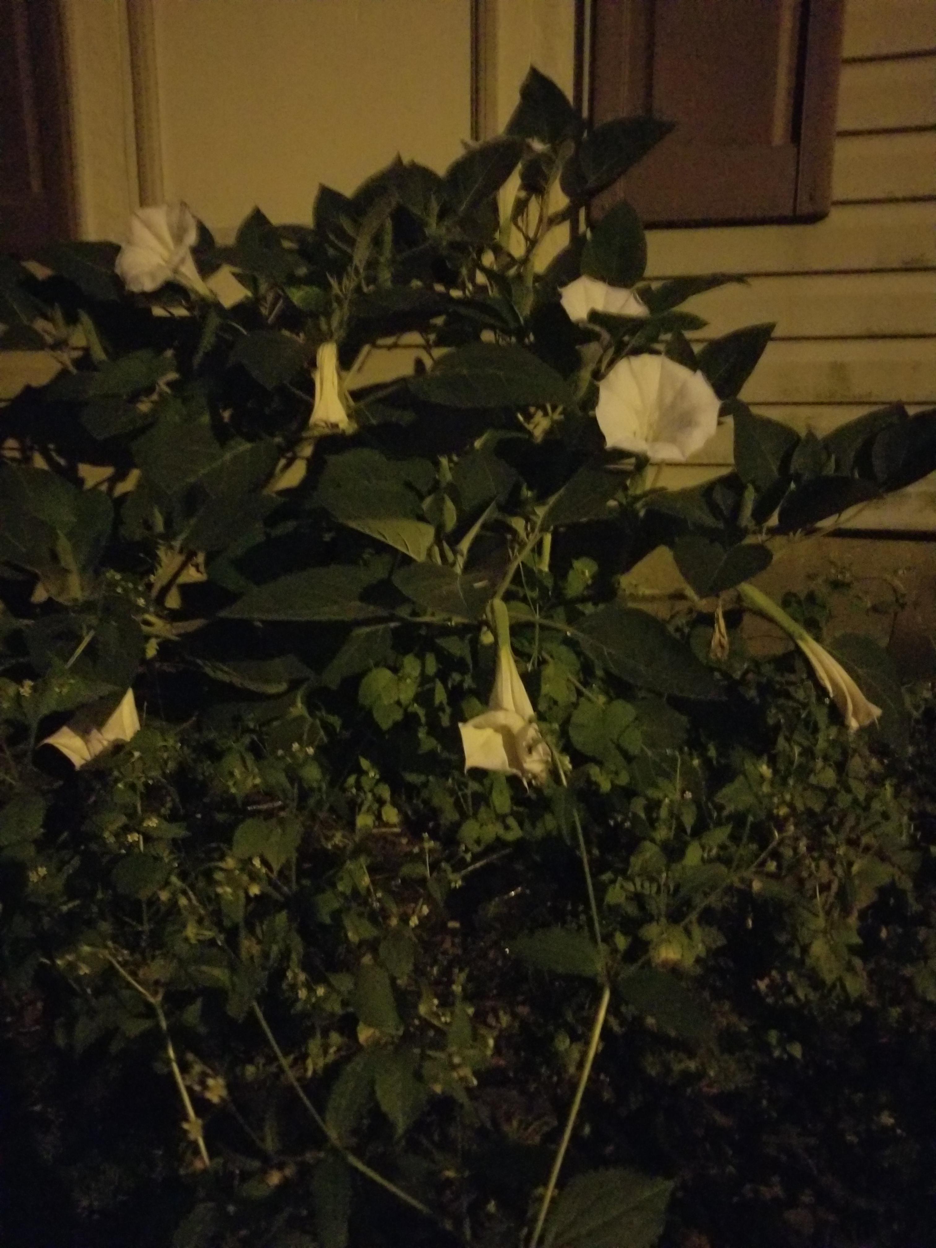 Large white flowers that bloom at night r/whatsthisplant