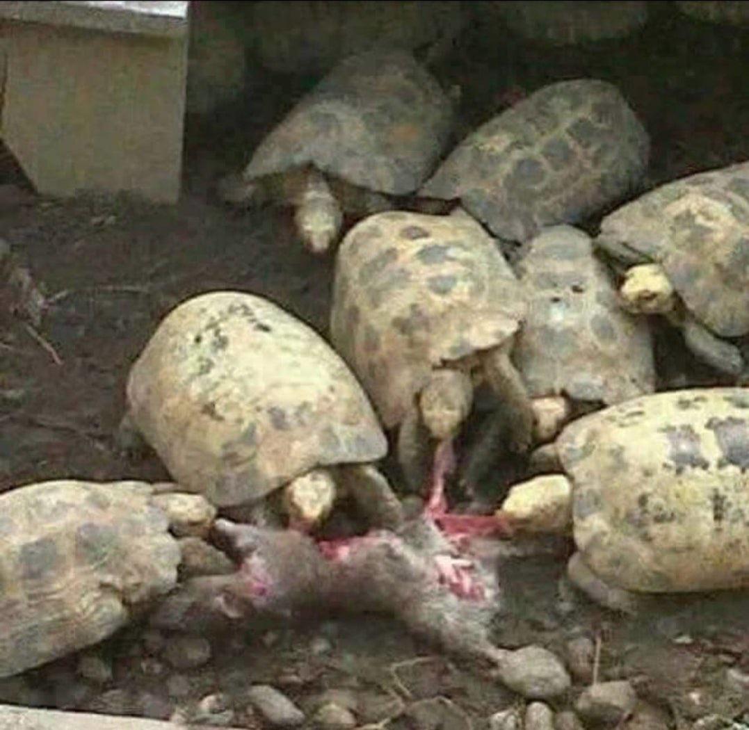A group of turtles eat a rat r/natureismetal