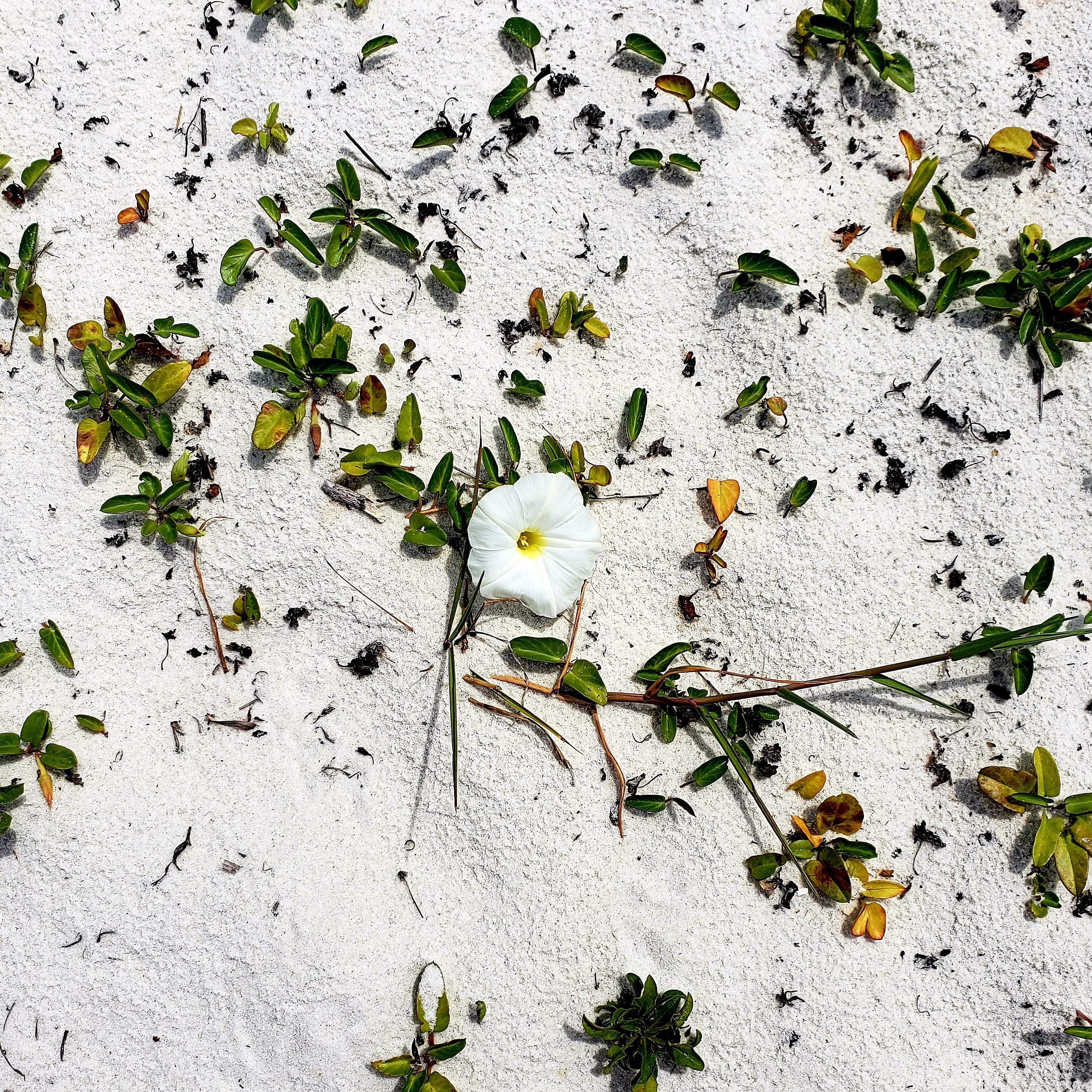 A Sand Flower I snapped this pic two years ago in Pensacola, Florida